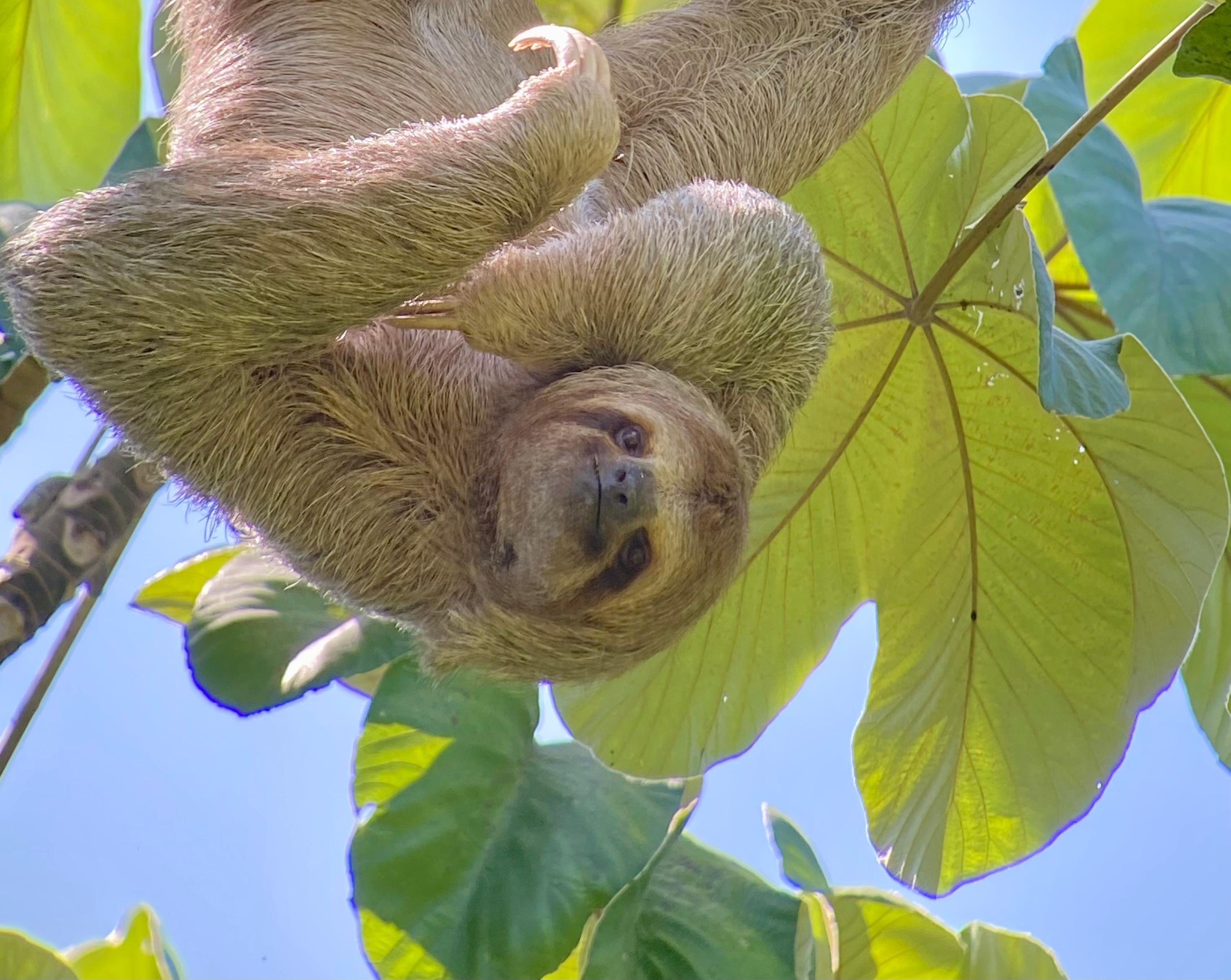 Manuel Antonio National Park: Naturalist-Led Wildlife Walking Tour