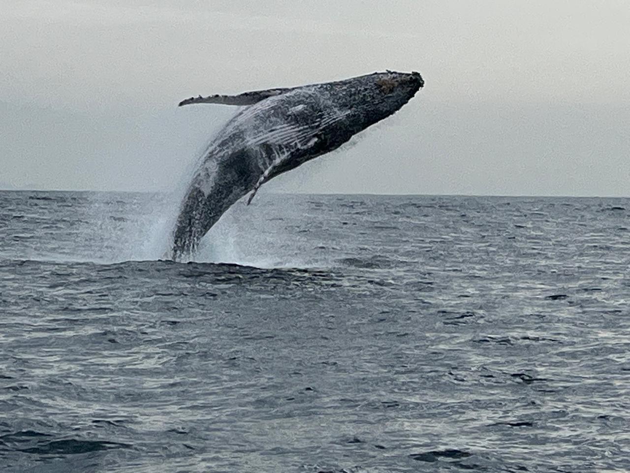 Rio de Janeiro Whale Watching Speedboat Adventure