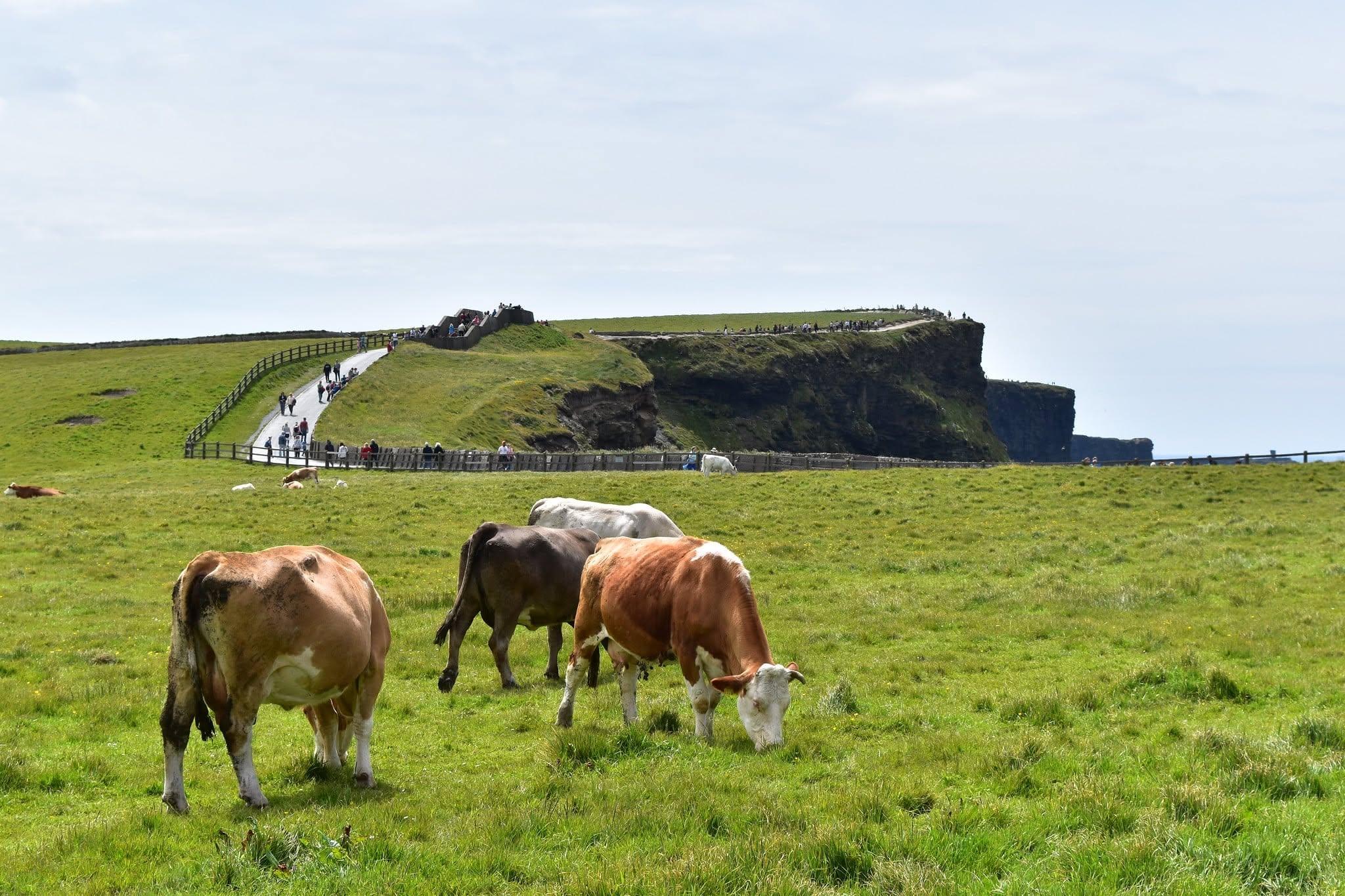 Aran Islands & Cliffs of Moher Full-Day Tour from Galway