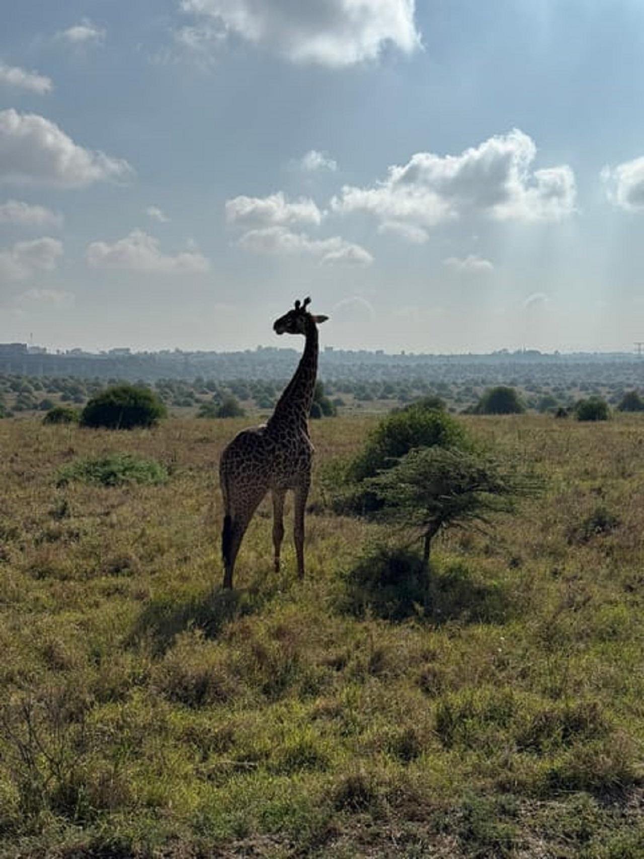 Nairobi Wildlife & History Day Tour