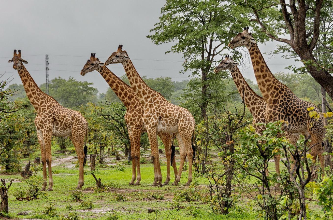 Phezulu Safari Park & Victoria Market Half-Day Tour