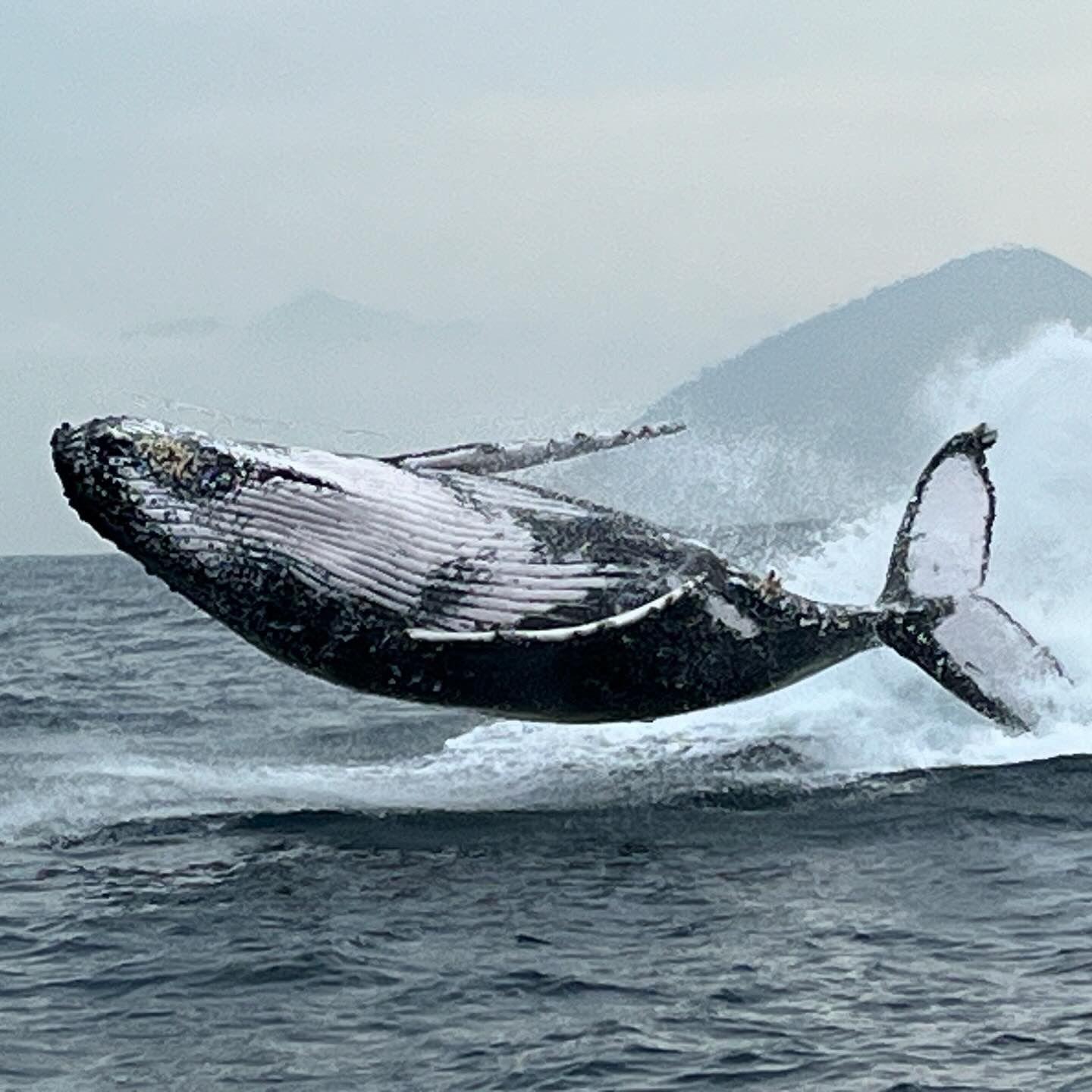 Rio de Janeiro Whale Watching Speedboat Adventure