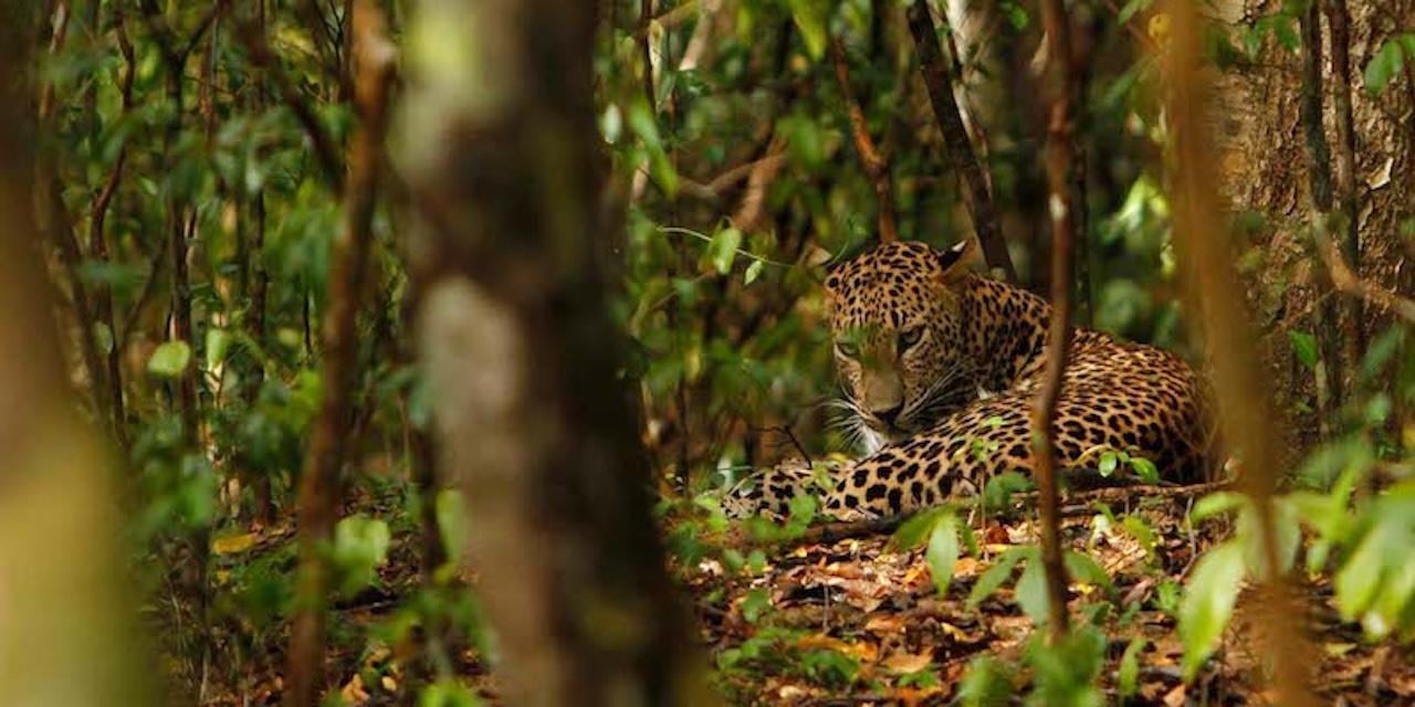 Jhalana Leopard Safari: Wildlife Adventure from Jaipur