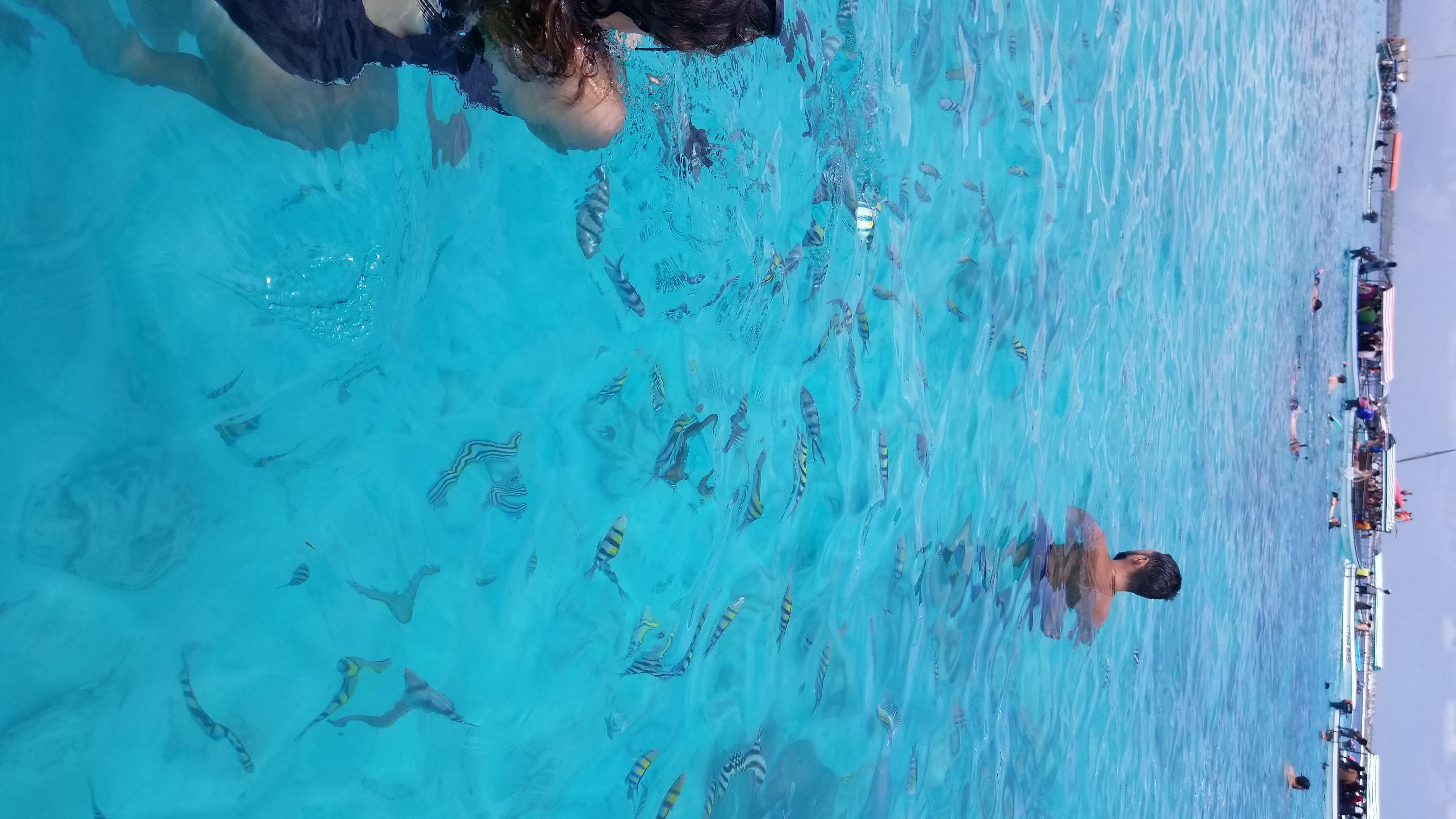 Mnemba Island Snorkeling & Dolphin Encounter from Nungwi