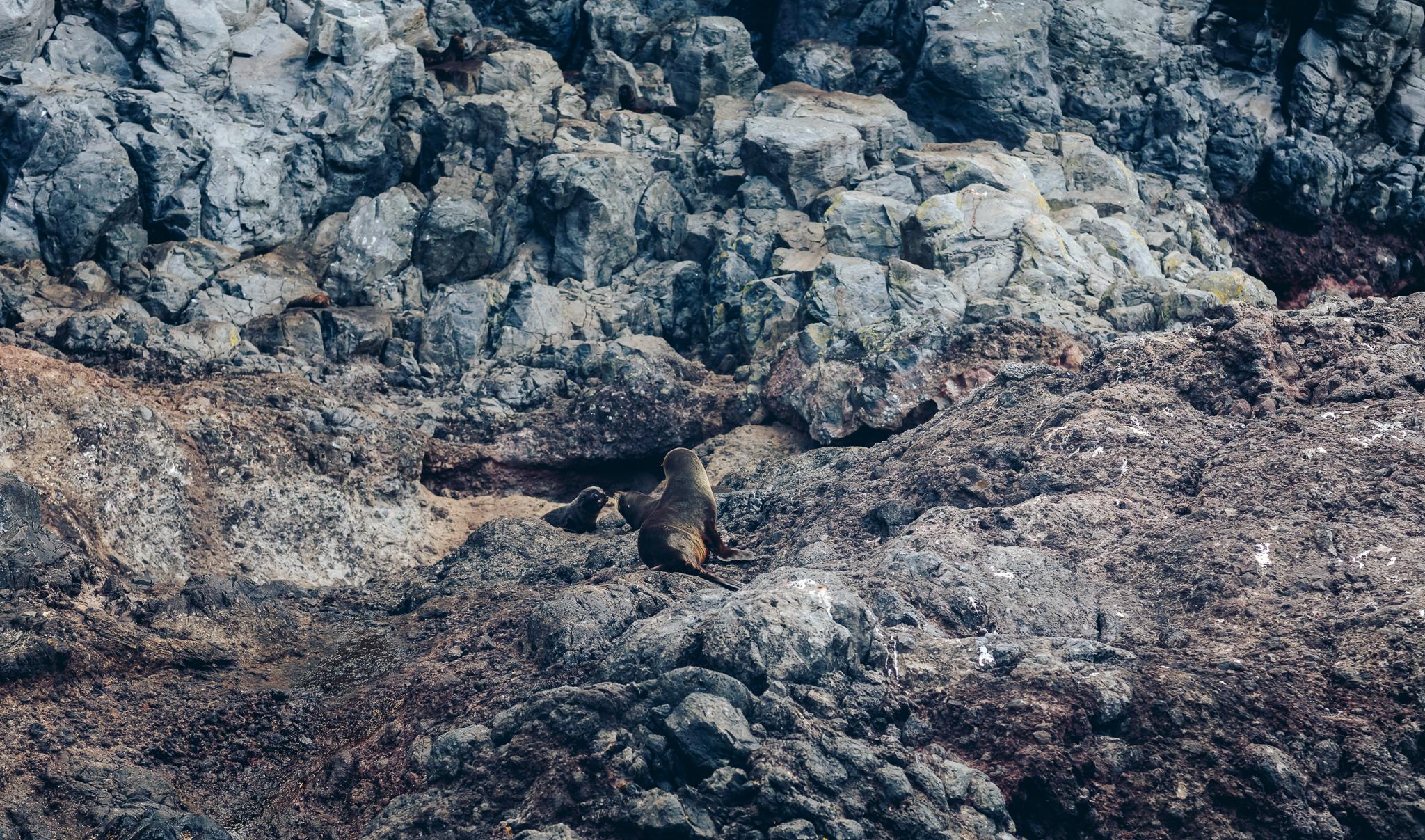 South Island tour photo — image 22