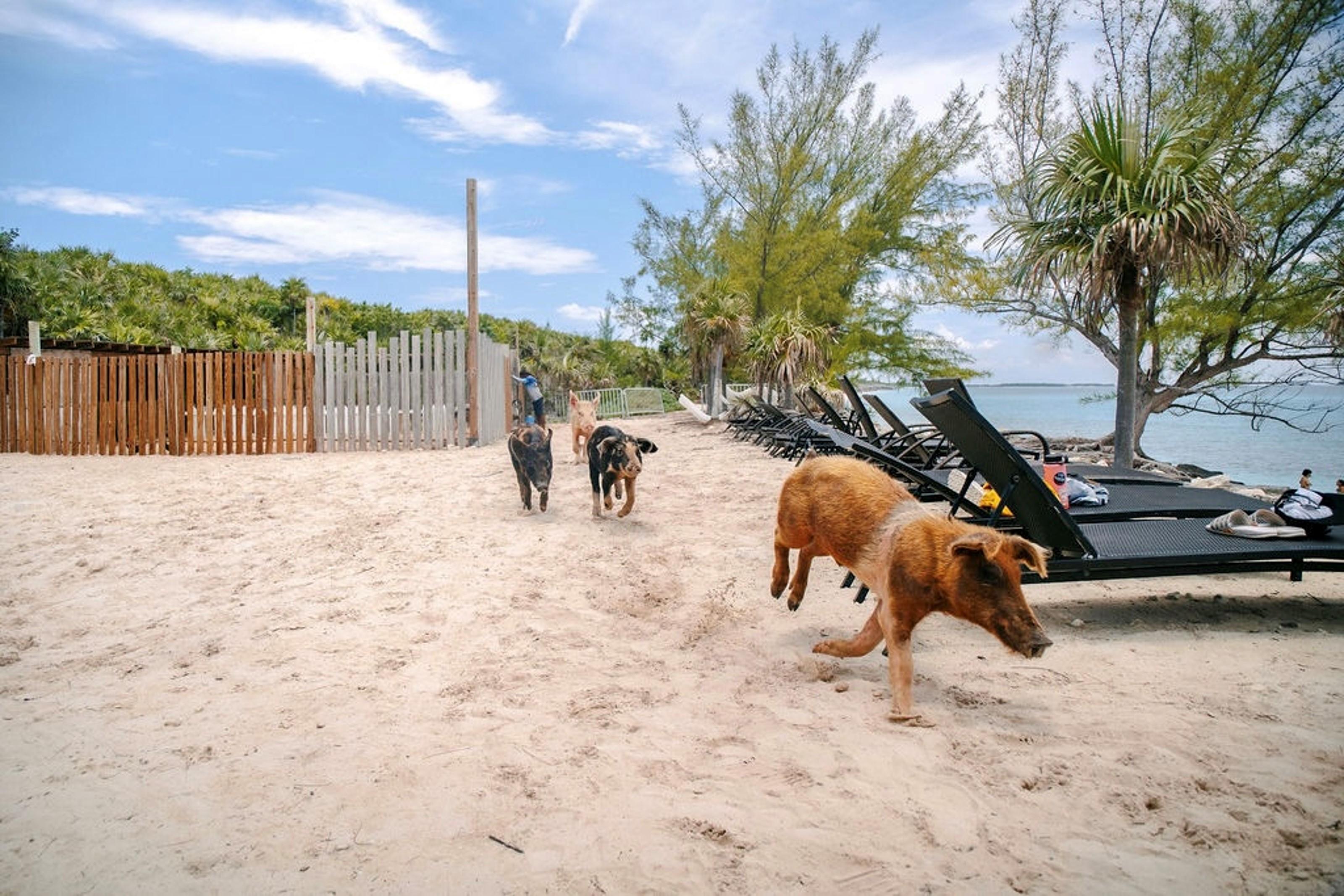 Rose Island Swimming Pigs Express from Nassau