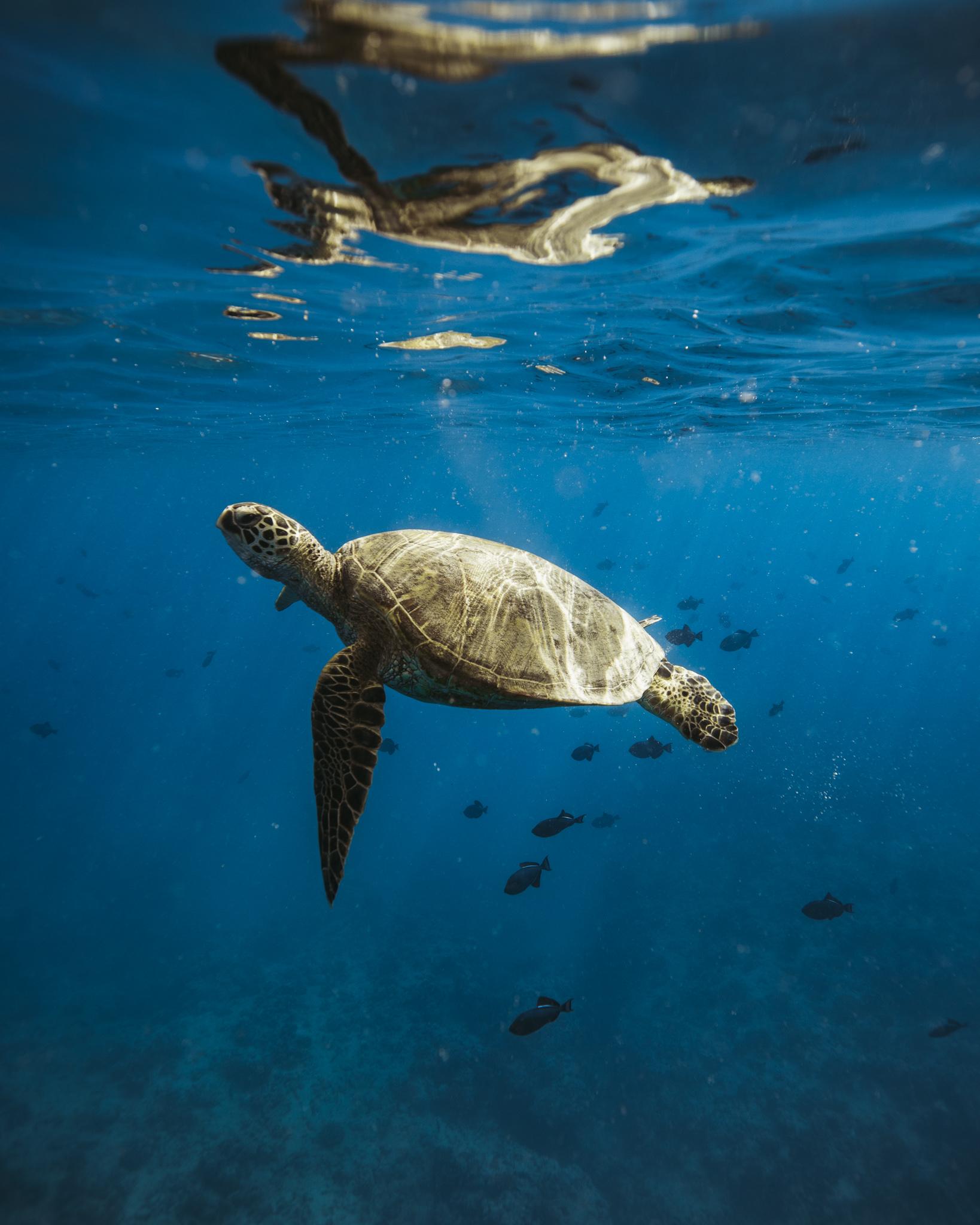 Turtle Canyon Snorkeling Adventure