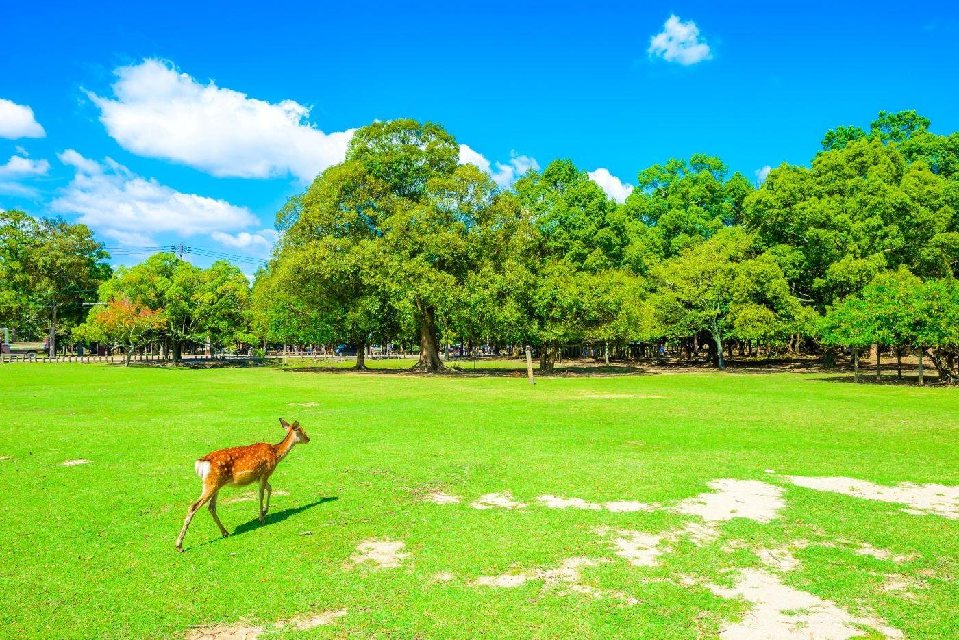 Kyoto to Nara: Guided Half-Day History & Temple Tour with Lunch