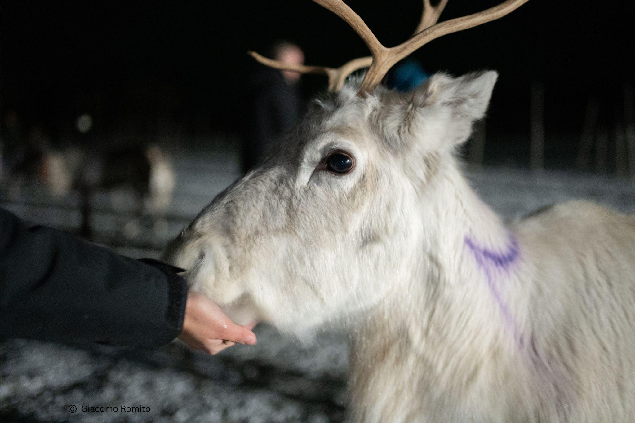 Reindeer Feeding & a Chance of Northern Light with Dinner