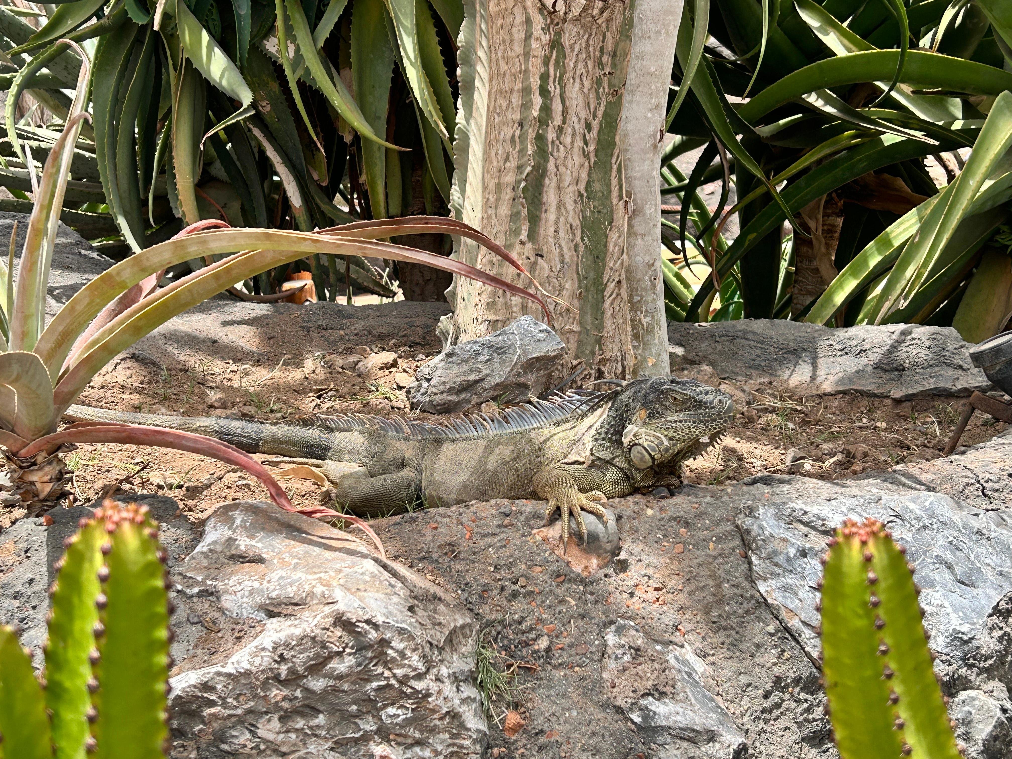 Agadir Highlights: Cable Car, Crocopark & Argan Goats
