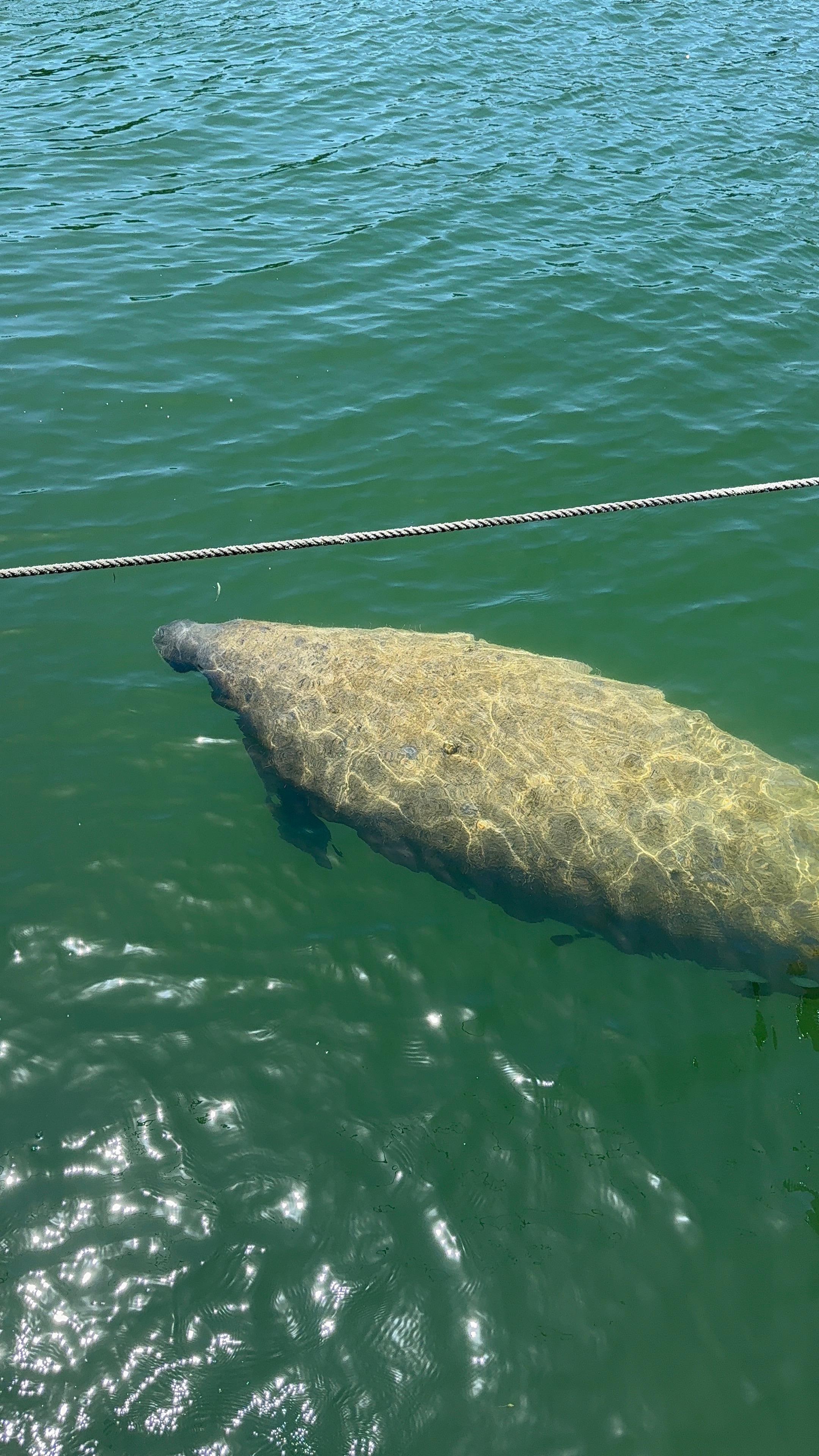Raccoon Island Miami tour — Biscayne Bay wildlife boat cruise — image 30