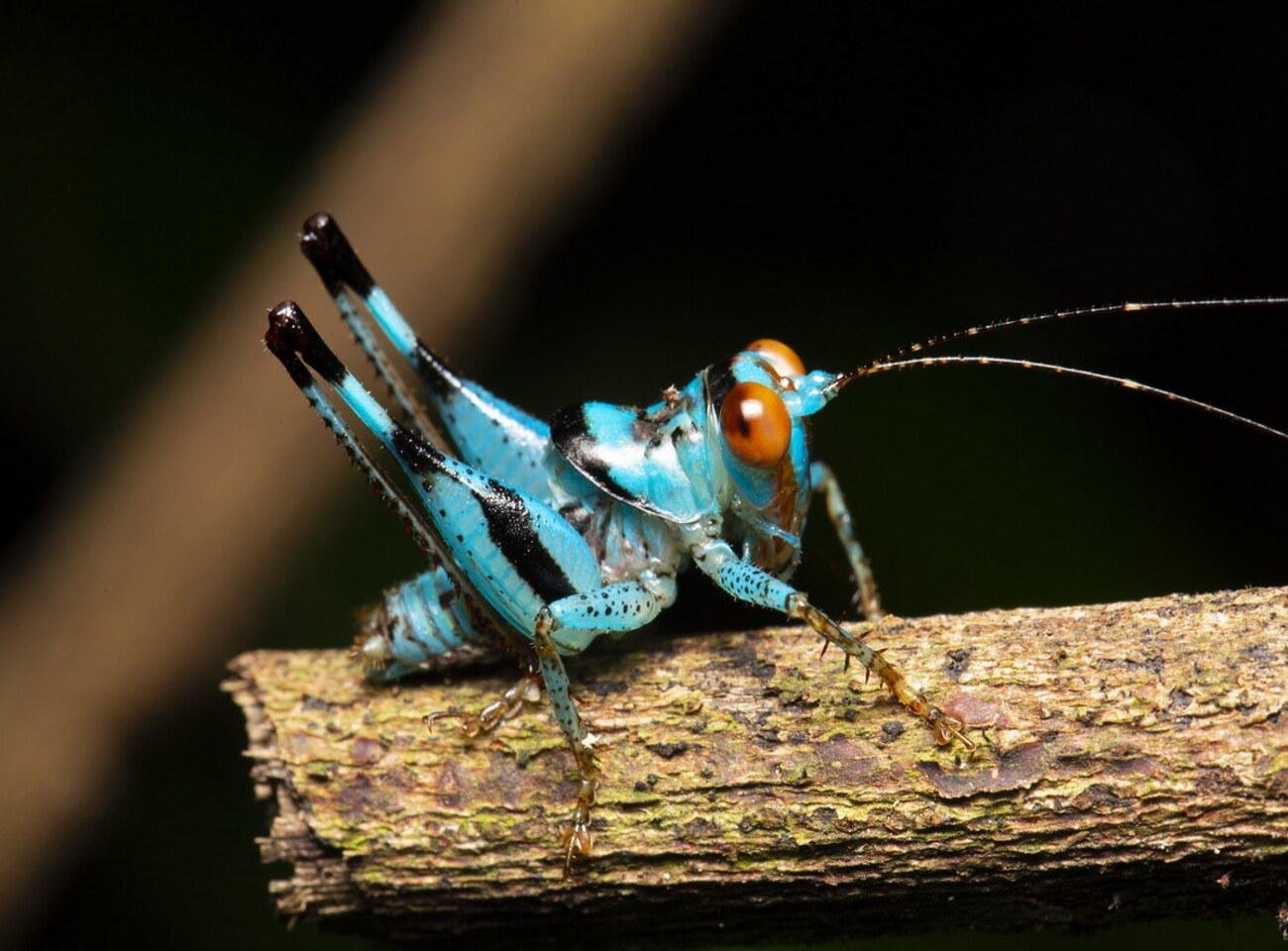 Cuc Phuong National Park: Wildlife, Cave & Jungle Trek Day Tour