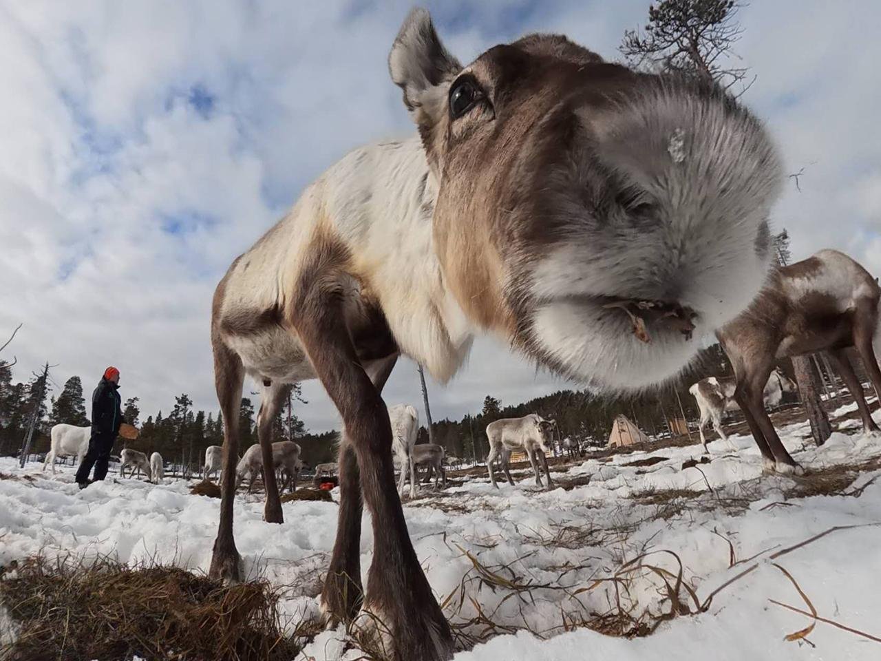 Sámi Family Reindeer Encounter & Handicraft Workshop