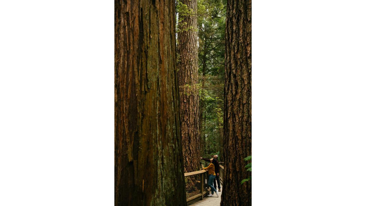 Capilano Suspension Bridge Park Entry