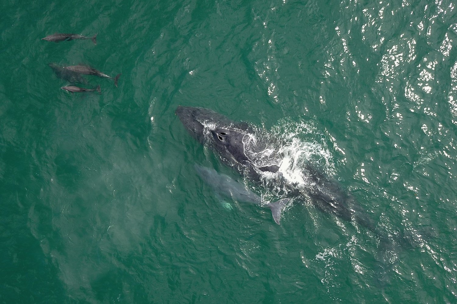 Cabo San Lucas Humpback Whale Watching Cruise