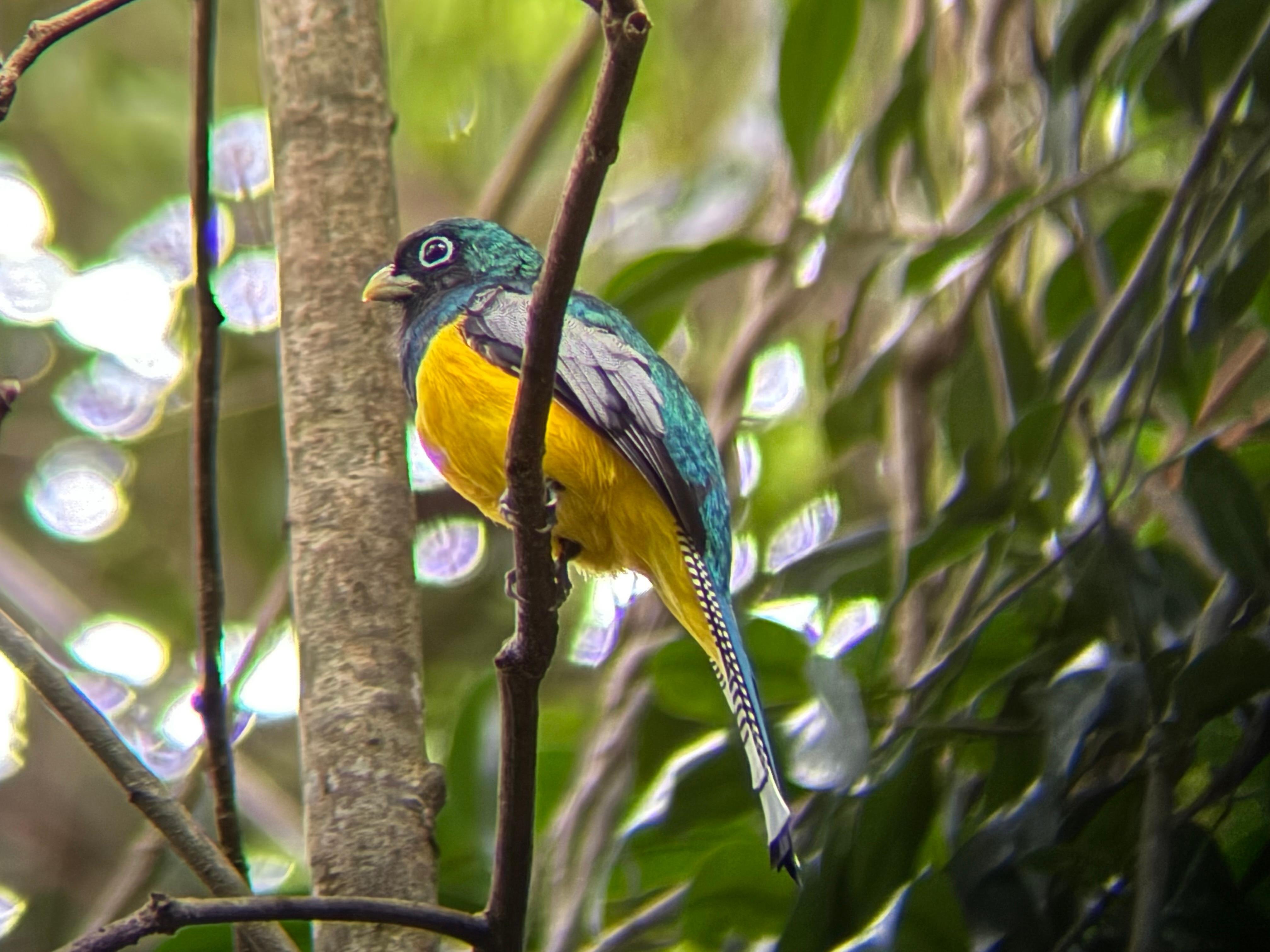Manuel Antonio National Park: Wildlife Guided Tour with Entrance Fee