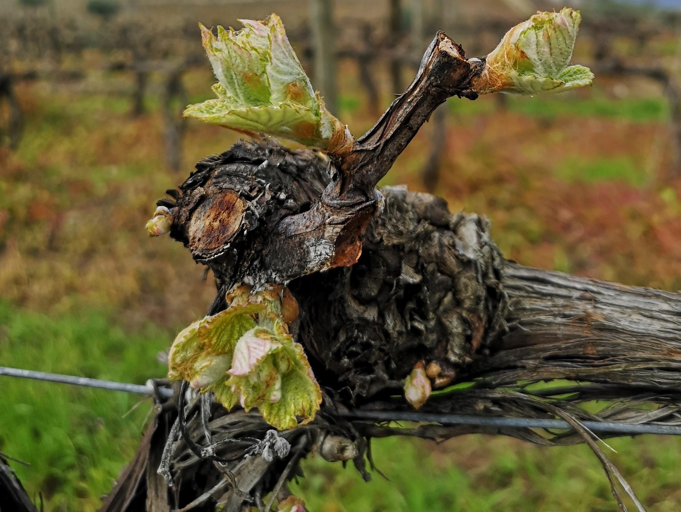 Porto: Douro Valley & Vinho Verde Day Tour with Tastings, Lunch & Boat Cruise