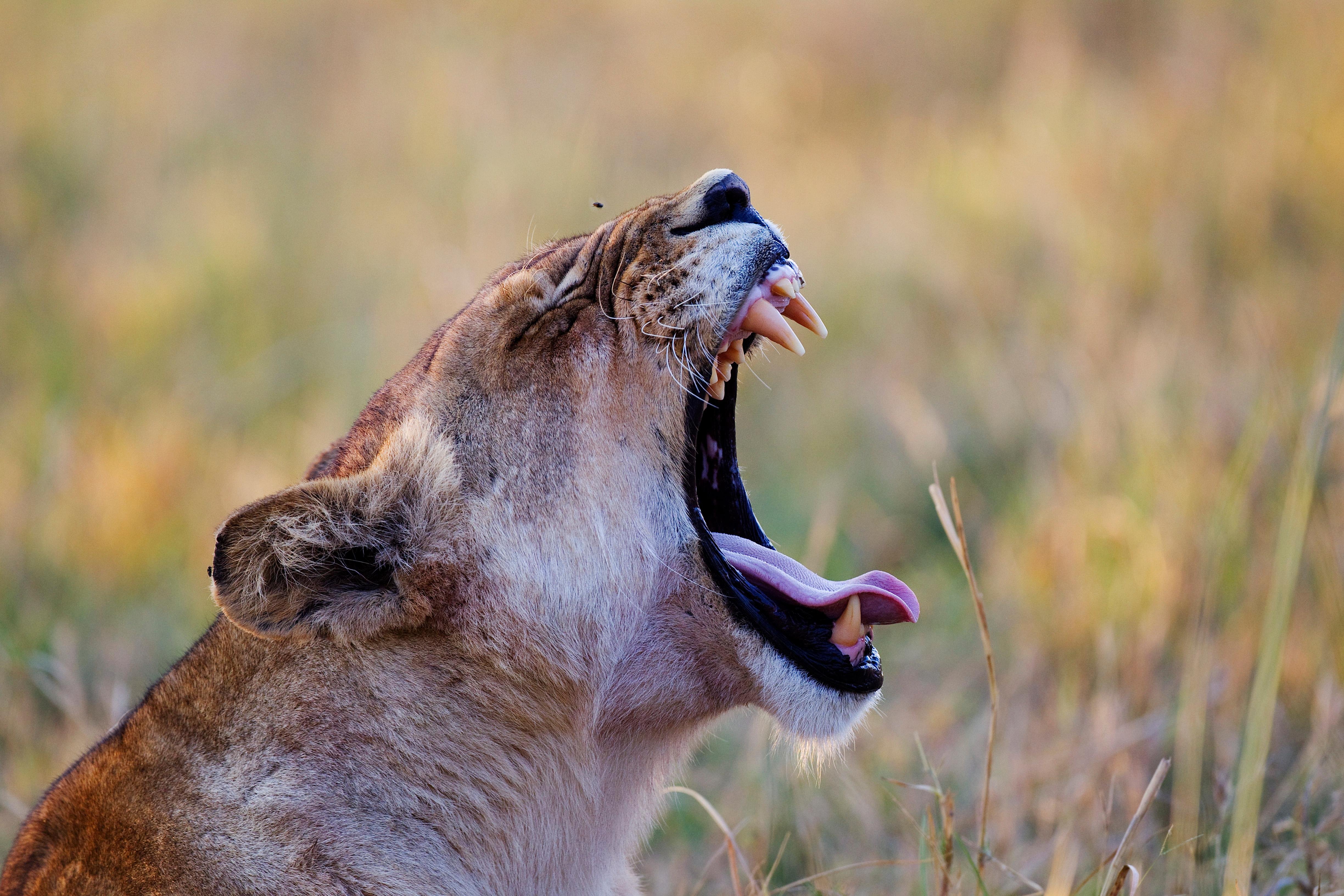 5-Day Namibia Desert & Wildlife Safari