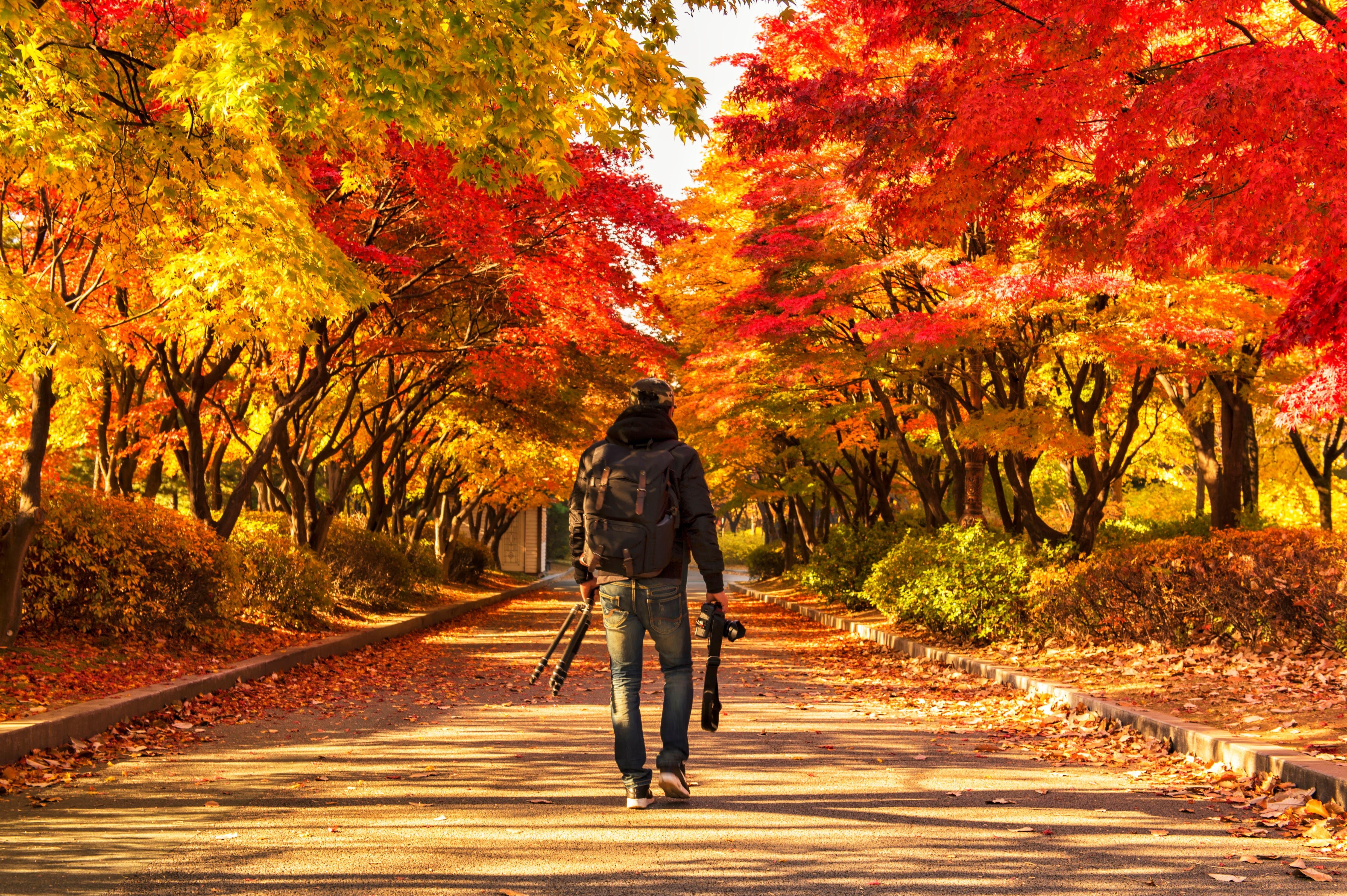 Seoul: Nami Island & Petite France Tour with Railbike Option