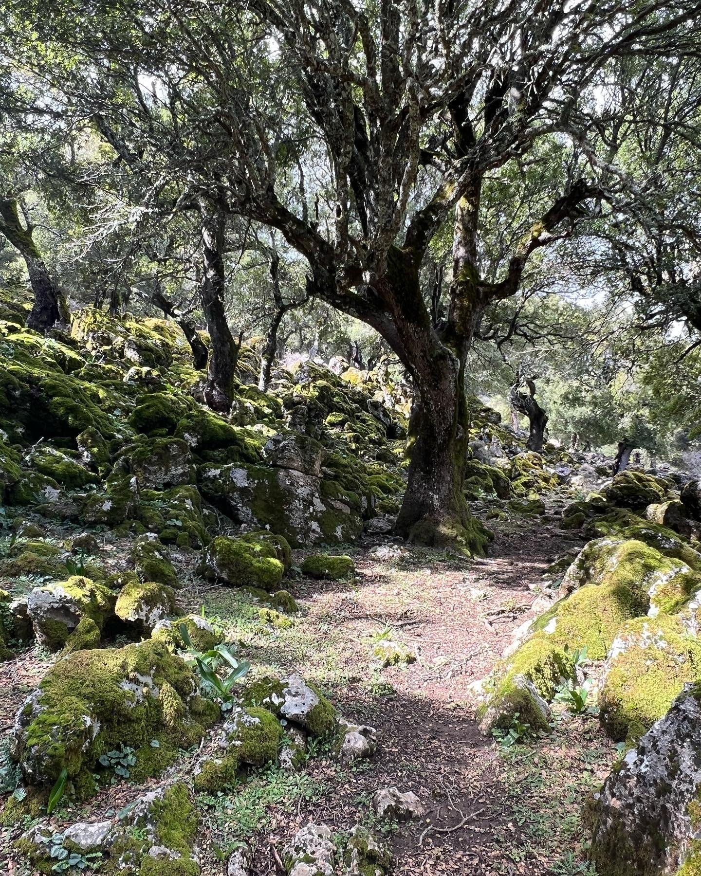Crete South Coast Safari: Sarakina Gorge, Forests & Lybyan Sea