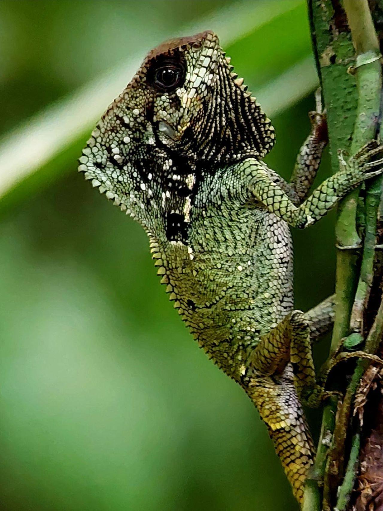 Manuel Antonio National Park: Expert-Guided Wildlife Hike