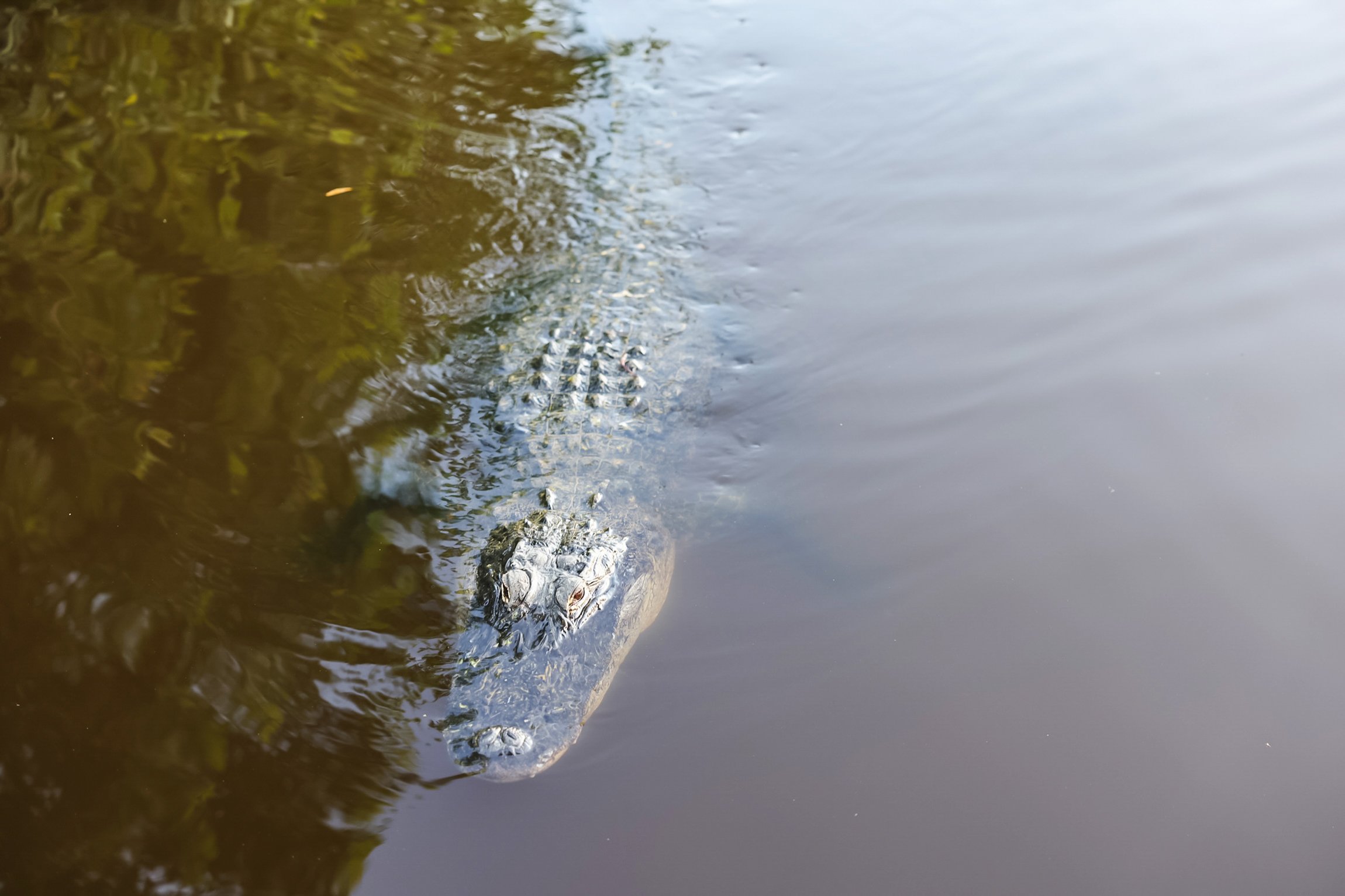 Everglades Airboat Adventure & Alligator Exhibition