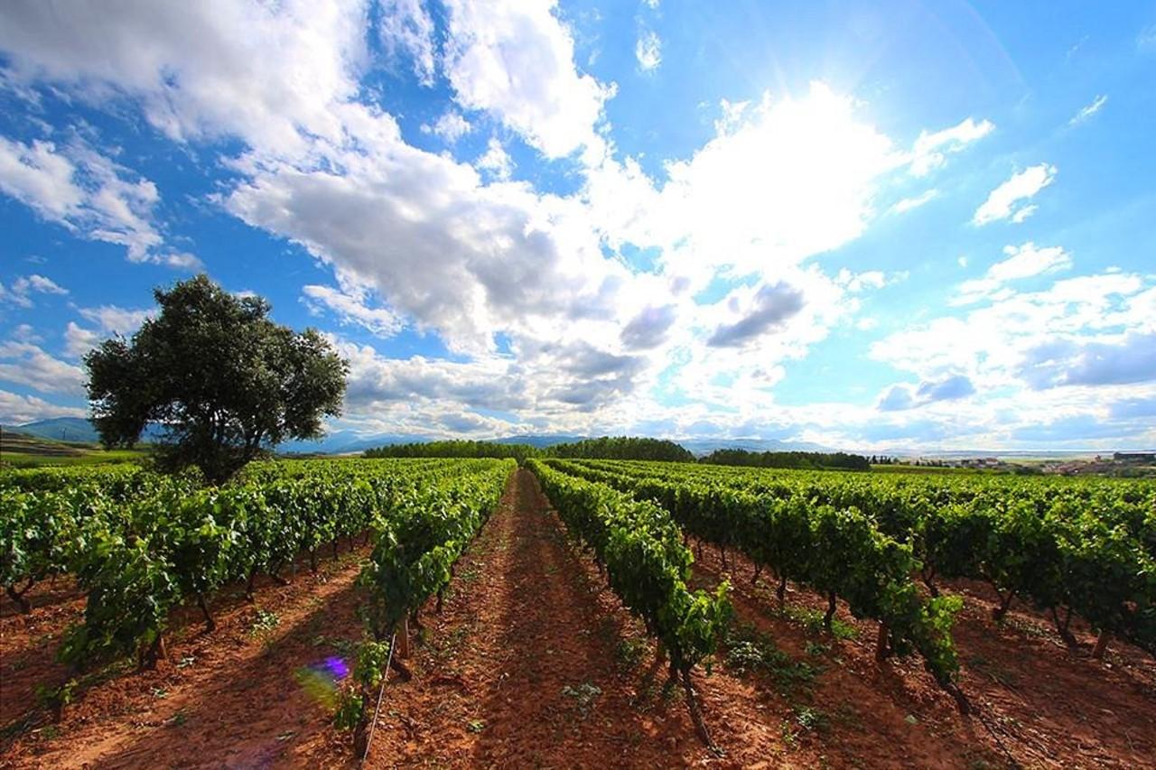 Rioja Wine Tasting at Martínez Alesanco Family Winery