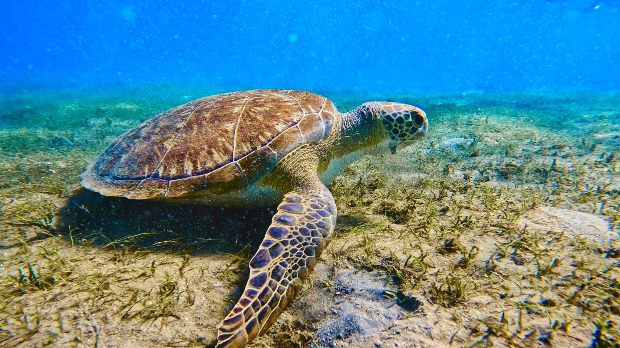 Guided Snorkeling at Phil Foster Park