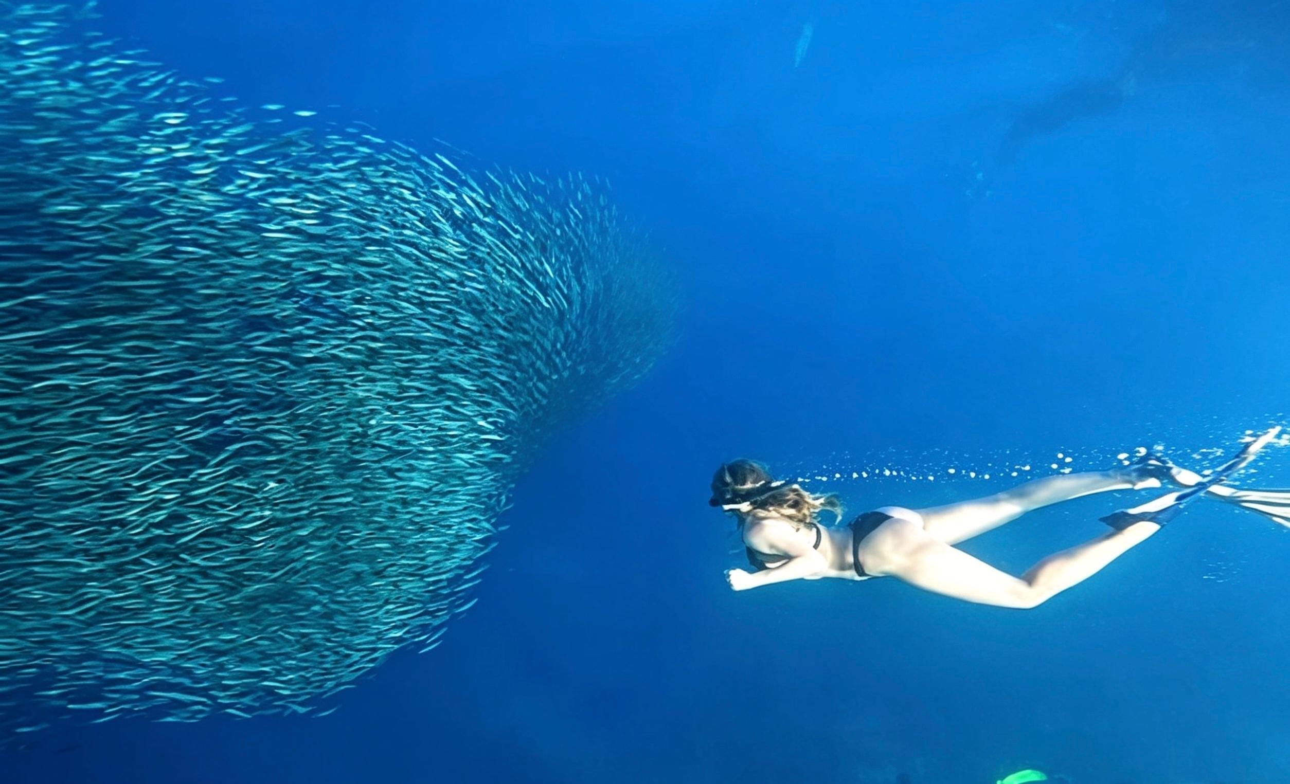 Cebu Full-Day Moalboal Sardine Run & Kawasan Canyoneering