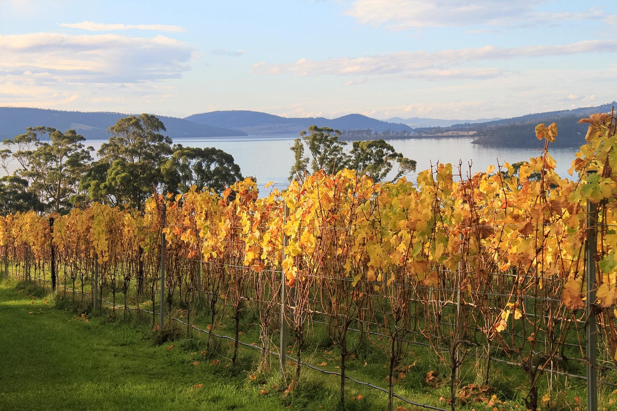 Coal River Valley Wine Discovery from Hobart