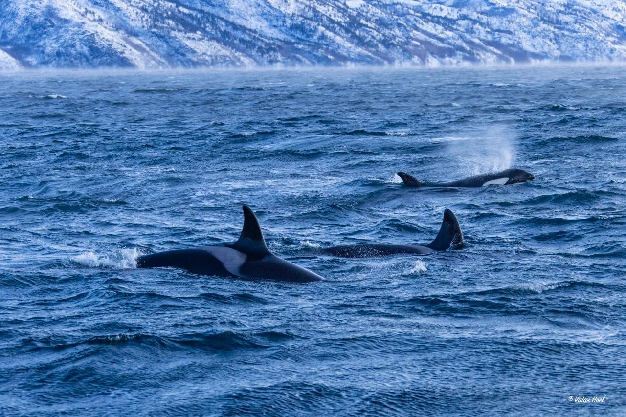 Altafjord Whale Safari in Heated Comfort Boat