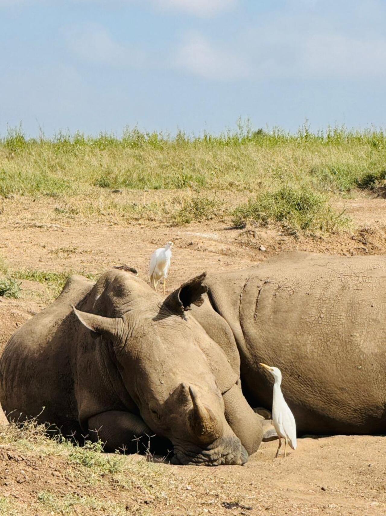 Nairobi National Park 5-Hour 4x4 Wildlife Safari