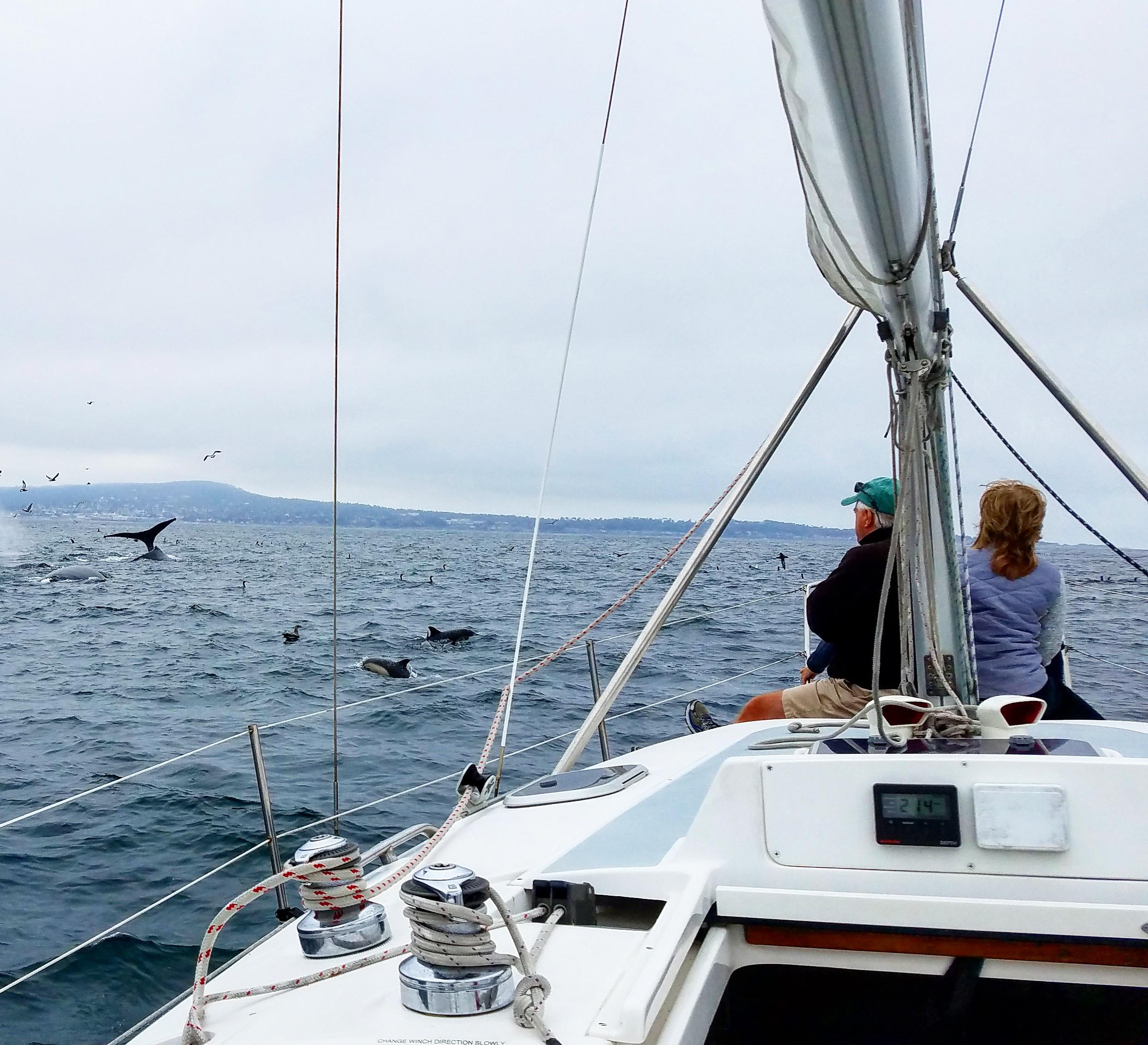 Monterey Bay Private Sailing & Whale Watching Charter