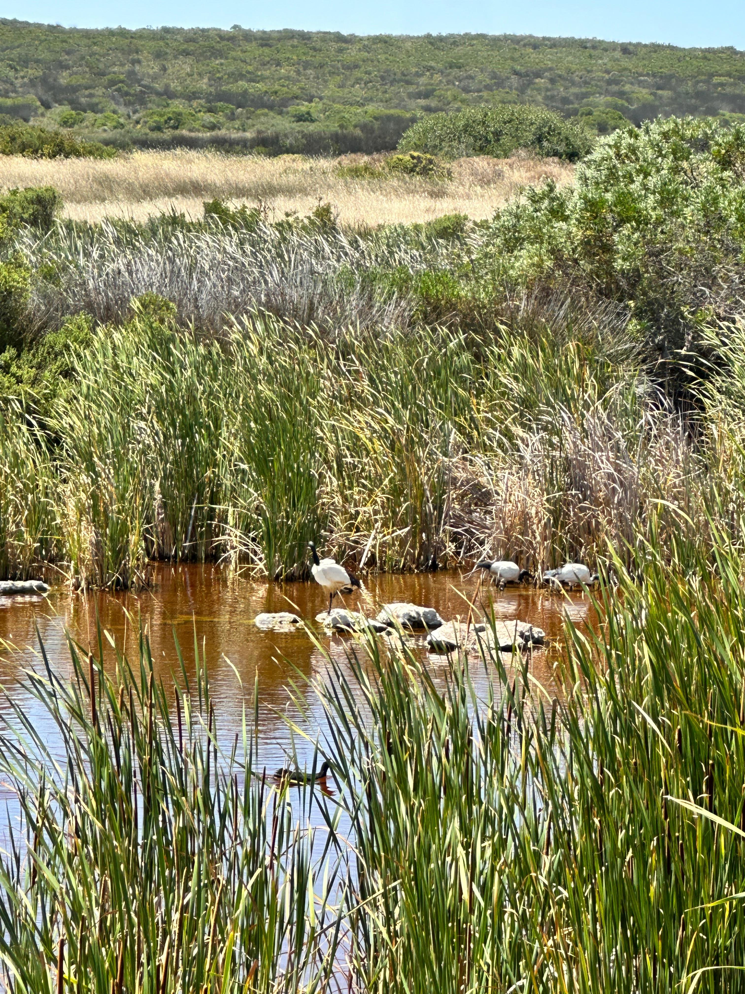 Cape Peninsula Highlights: Table Mountain, Penguins & Cape Point