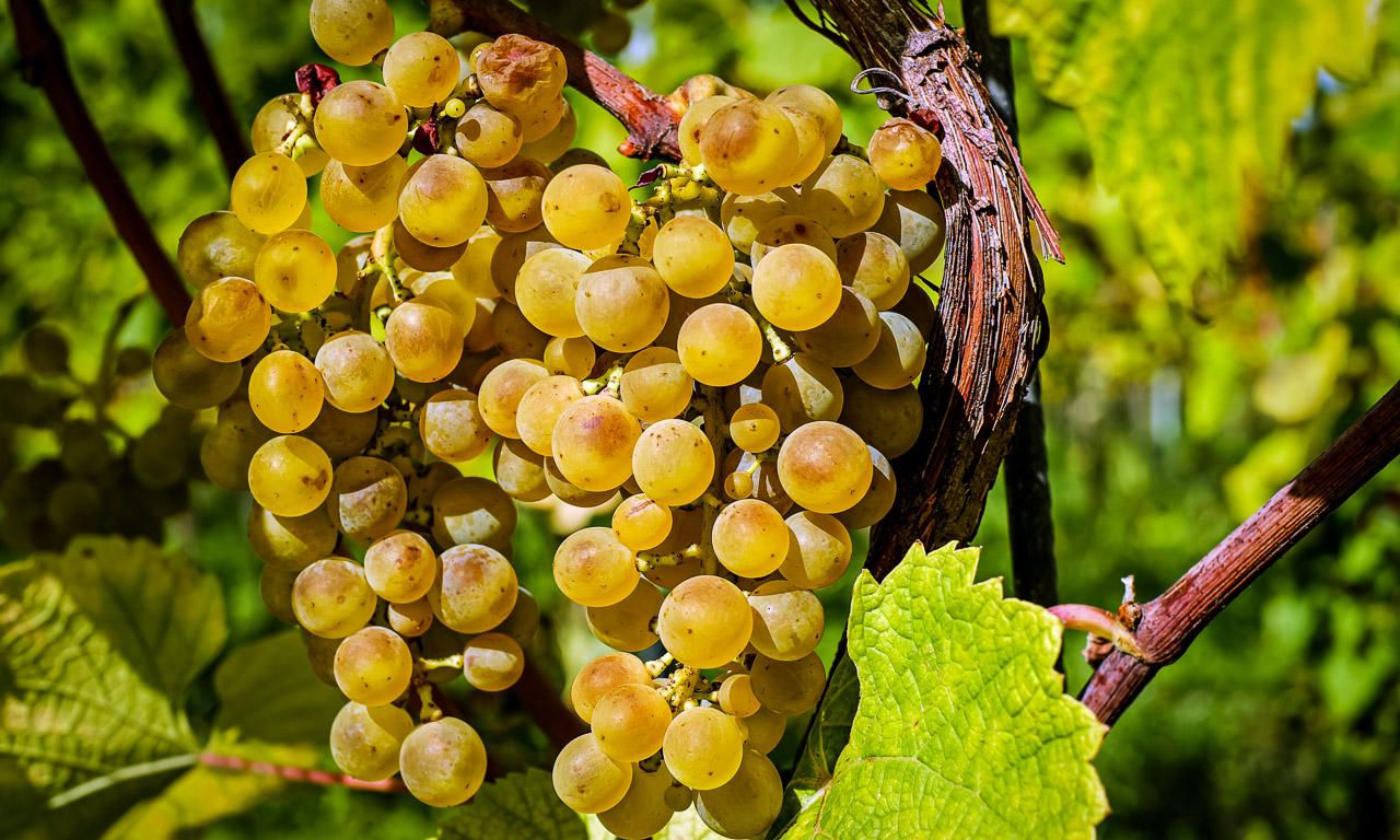 Private Algarve Wine Experience: Two Estates, Six Tastings & Regional Tapas