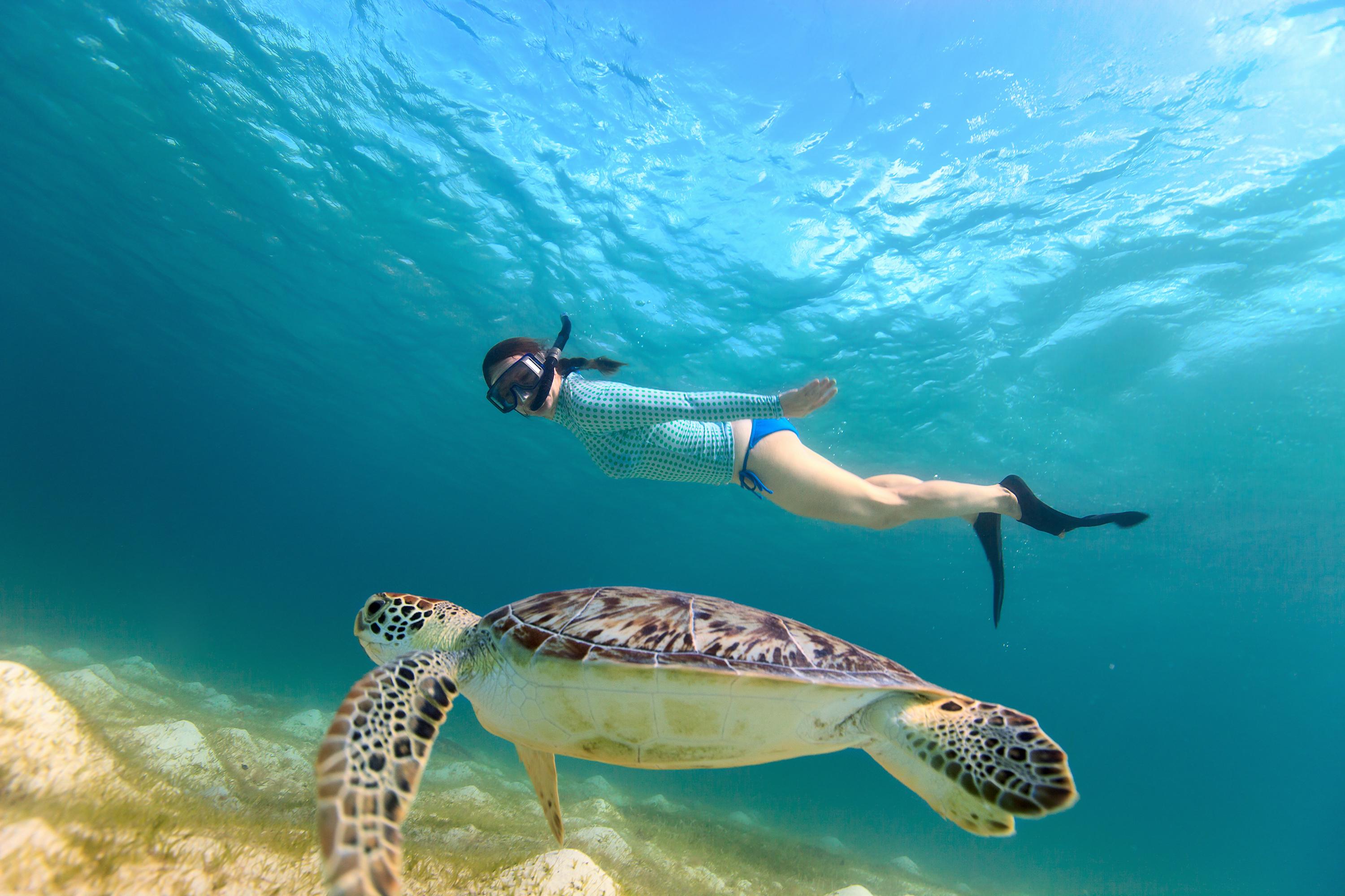 Caribbean Sea Turtle Snorkeling Adventure