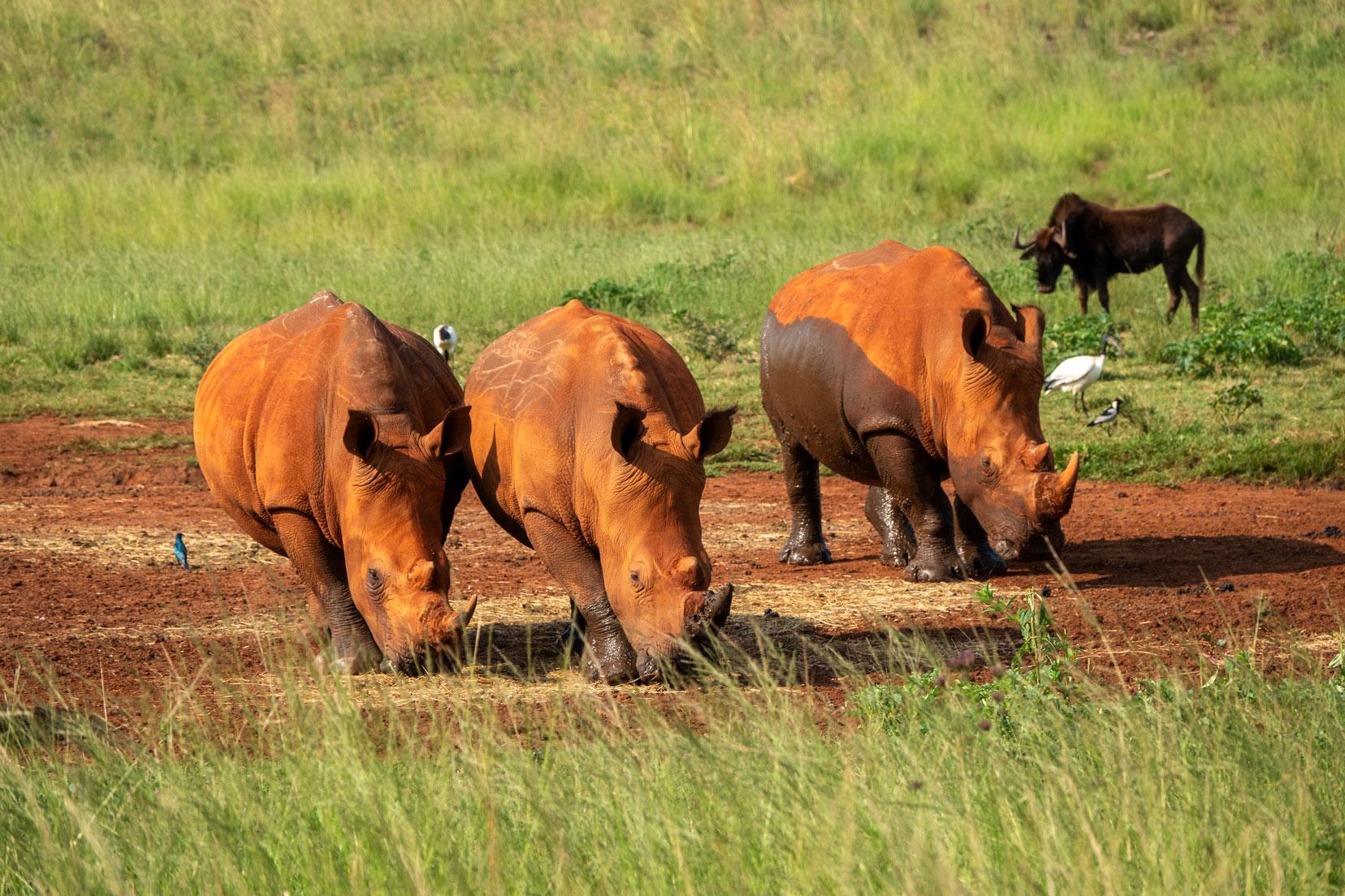 Rhino & Lion Reserve Safari from Johannesburg