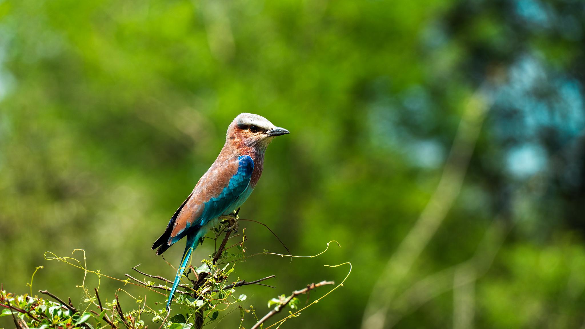 Zanzibar to Selous: Full-Day Safari with Bush Lunch (+ 2-Day Option)