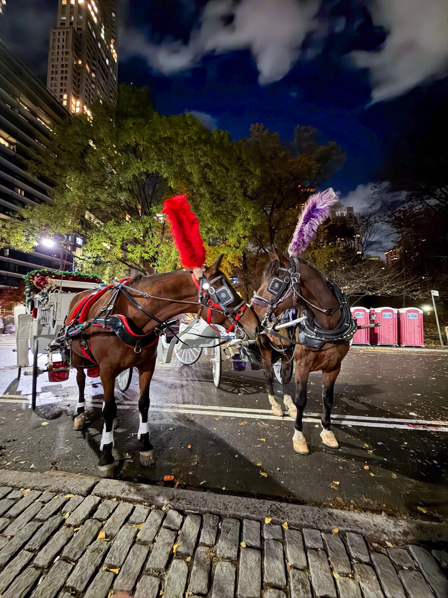 Central Park horse carriage ride — image 5