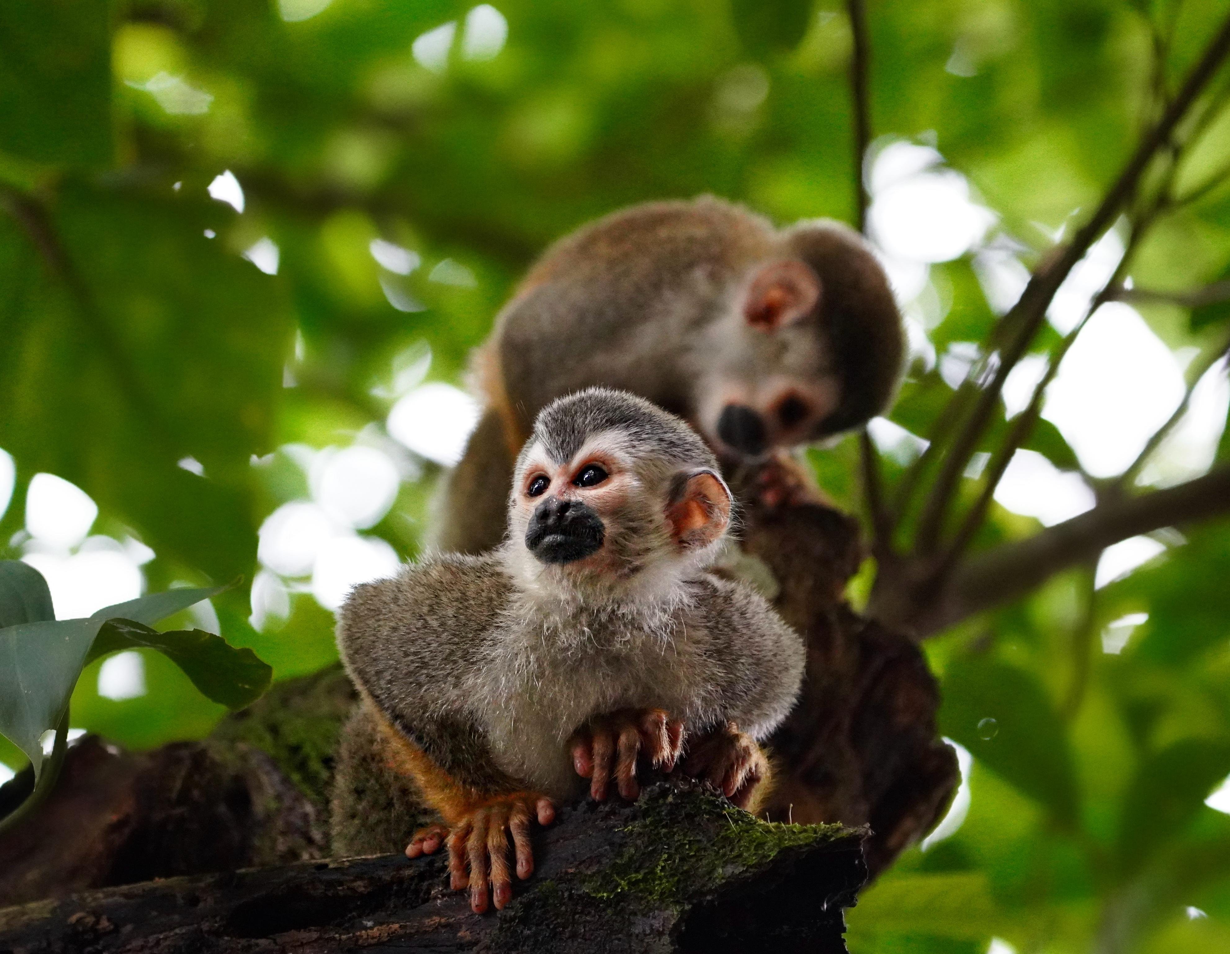 Manuel Antonio National Park: Naturalist-Led Wildlife Walking Tour