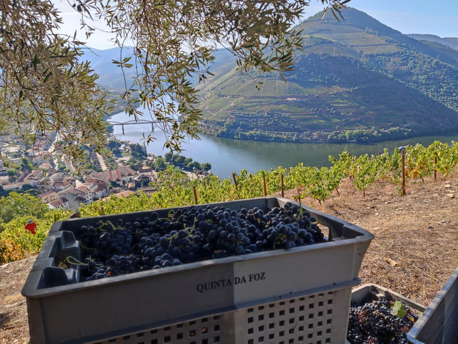 Quinta da Foz Wine Tour & 5-Wine Tasting in Pinhão