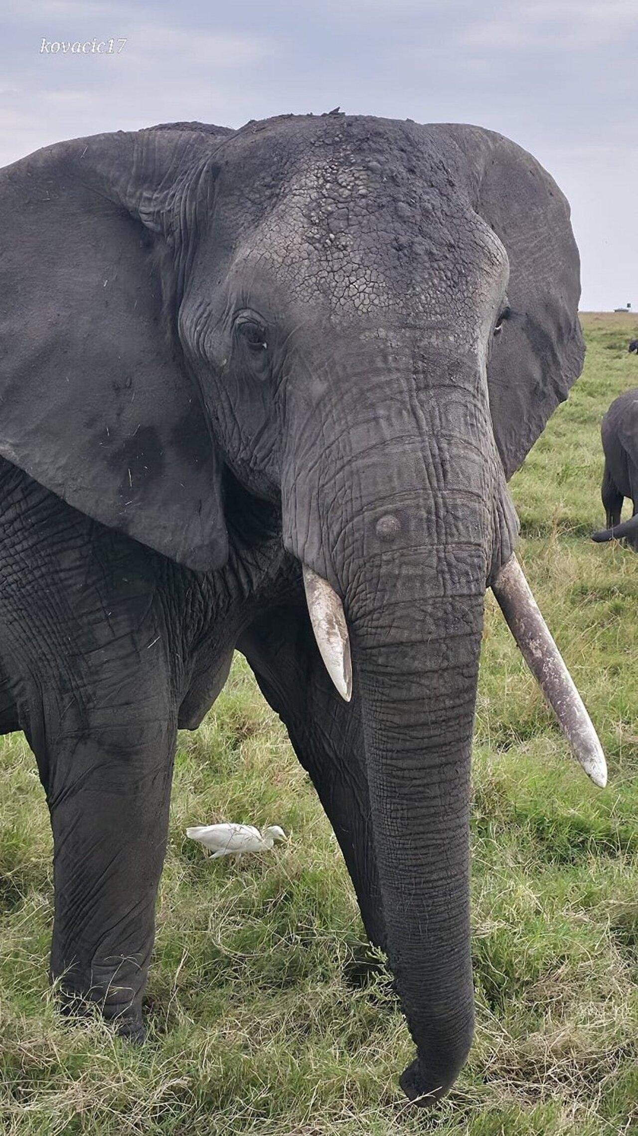 Full-Day Masai Mara Safari from Nairobi