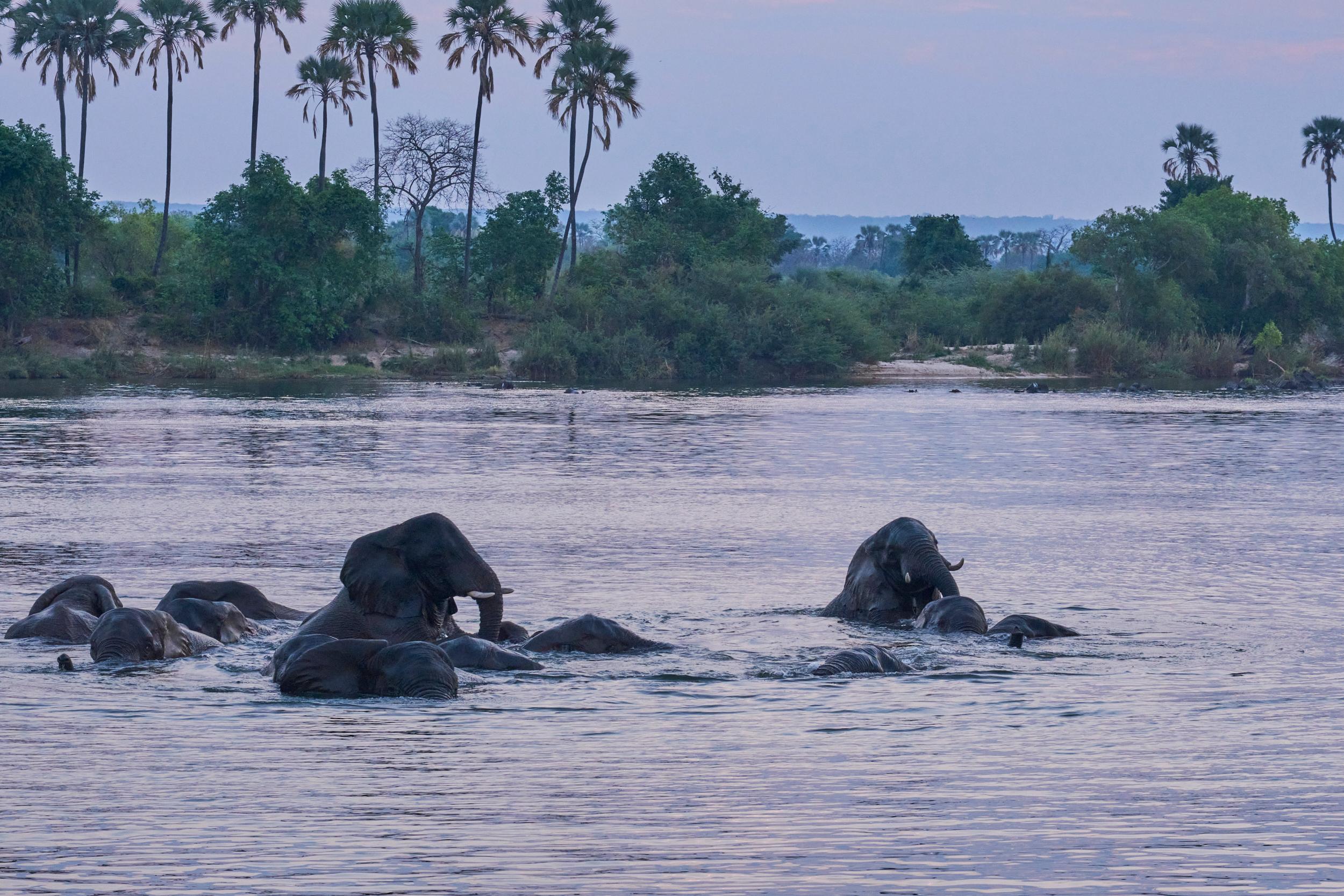 Zambezi River Evening Dinner Cruise