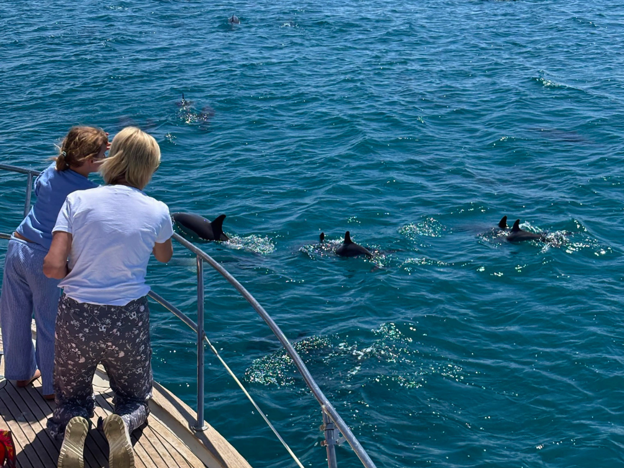 Estepona Dolphin Watching Sailing Experience