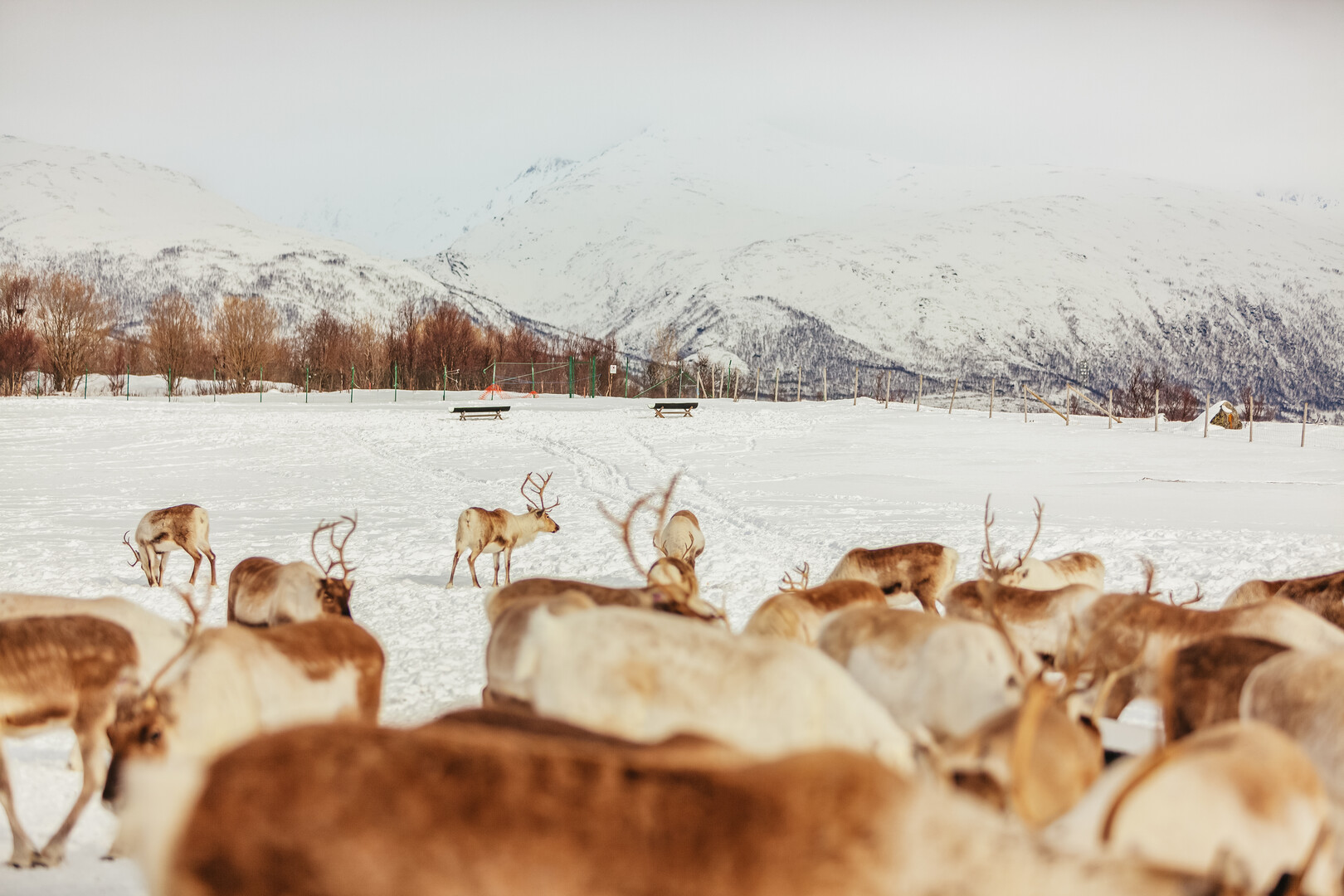Tromso reindeer sledding and feeding tour with a Sami guide — image 20