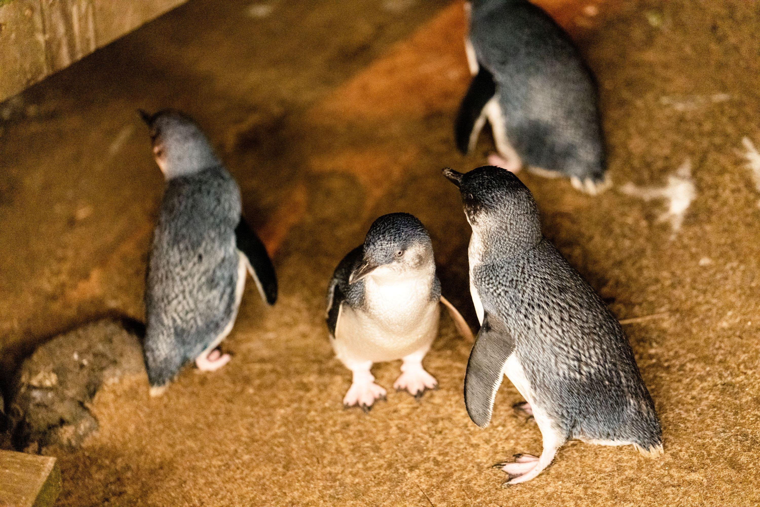 Luxury Phillip Island Penguin Parade & Wildlife Small-Group Tour