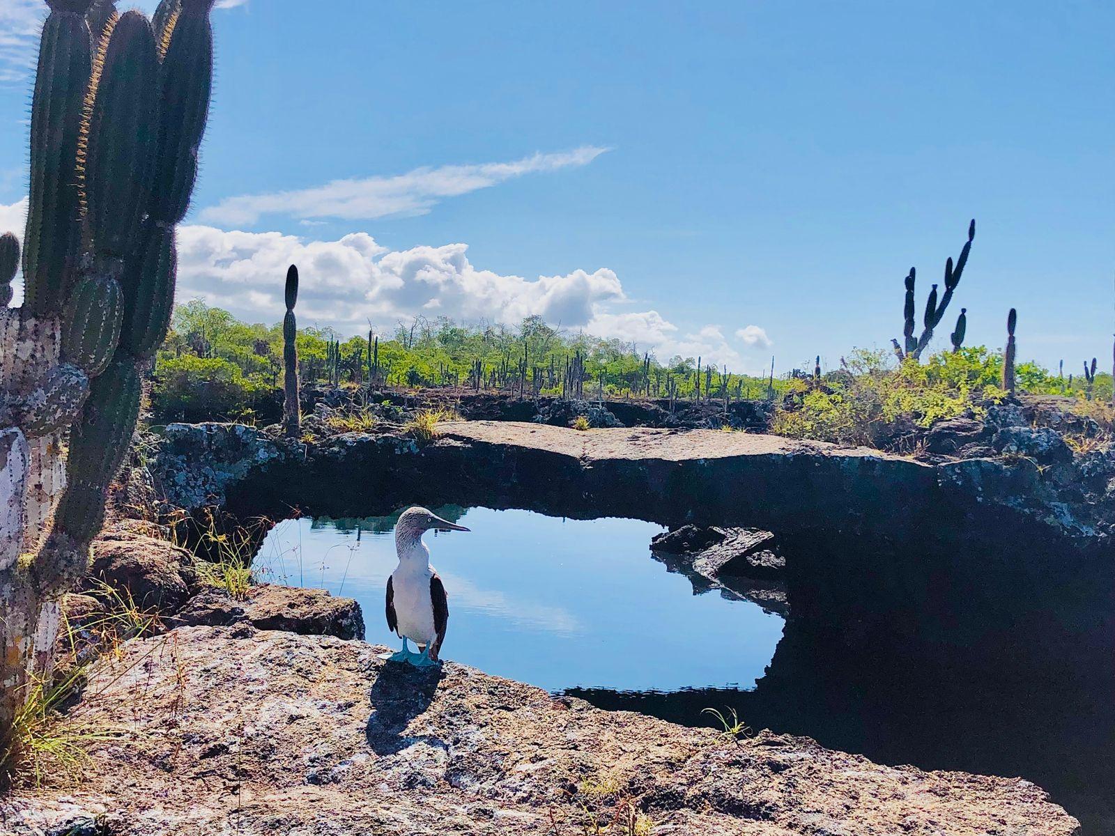 Galapagos Tunnels Snorkeling & Wildlife Expedition