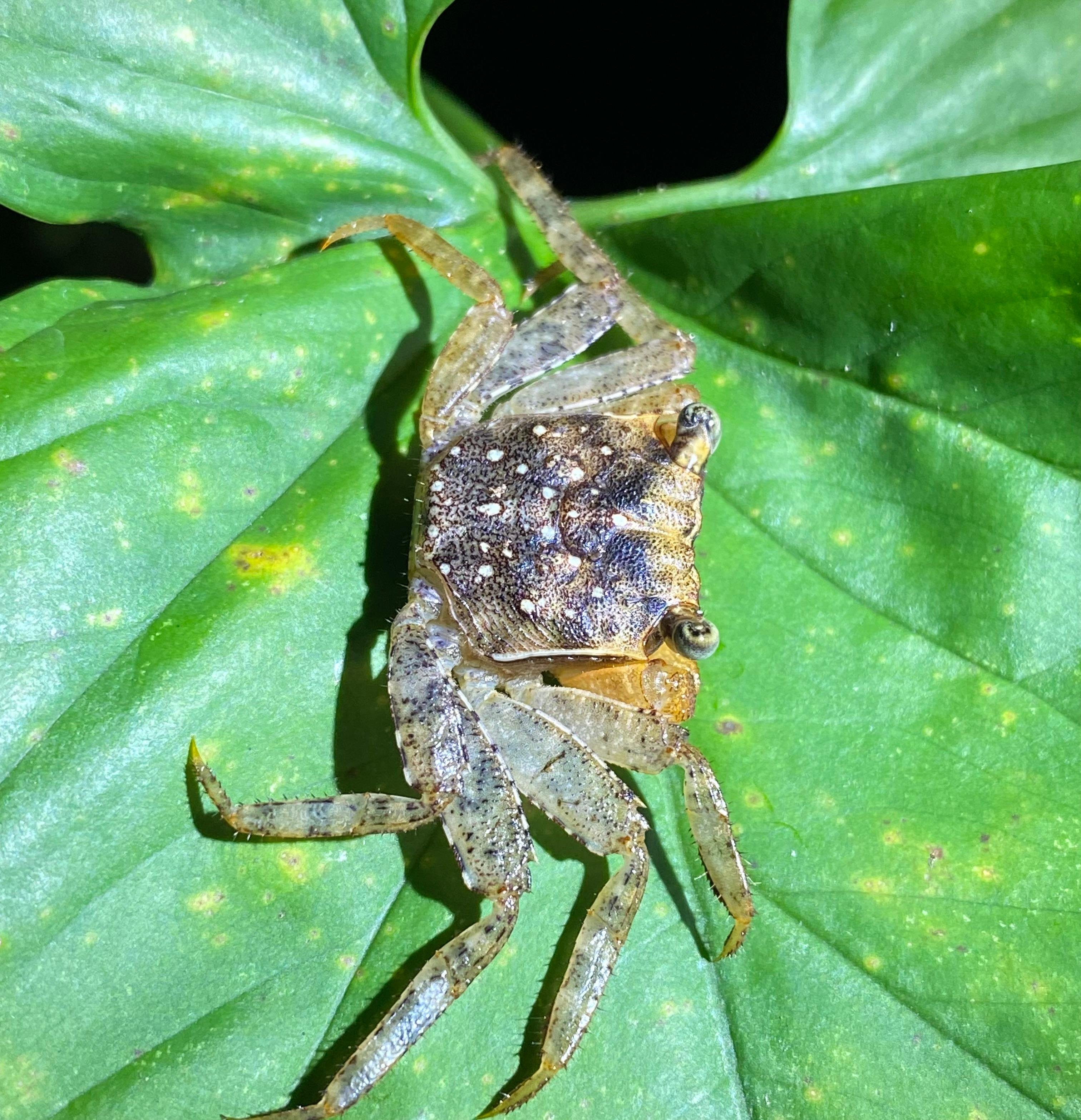 Manuel Antonio Night Wildlife Walk with Expert Naturalist
