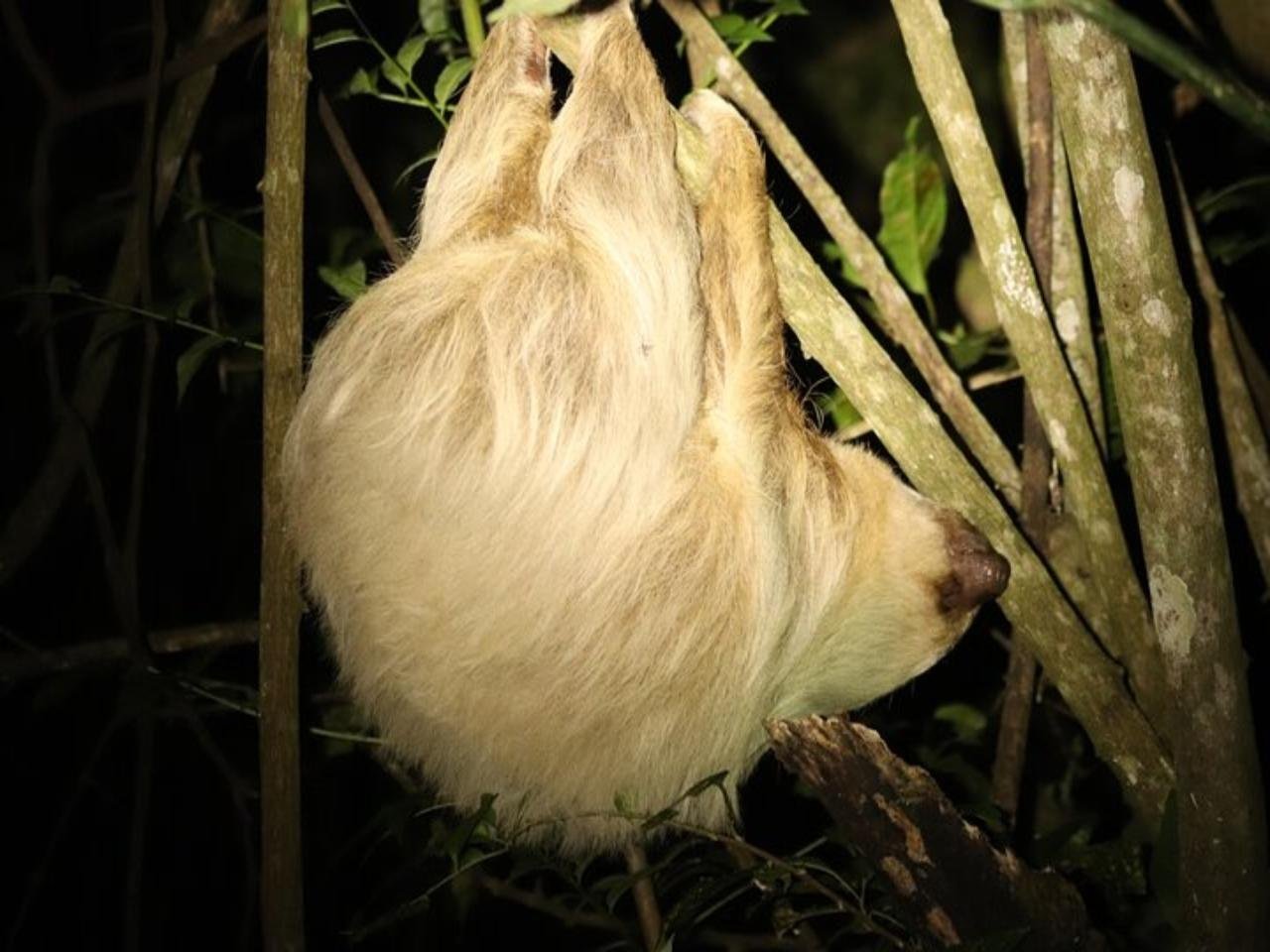 Monteverde 4-in-1: Coffee, Tastings & Night Forest Walk