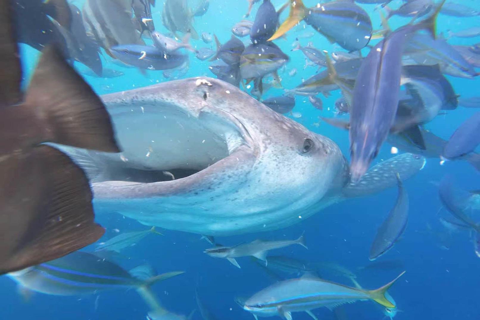 Whale Shark Snorkeling Experience in Okinawa